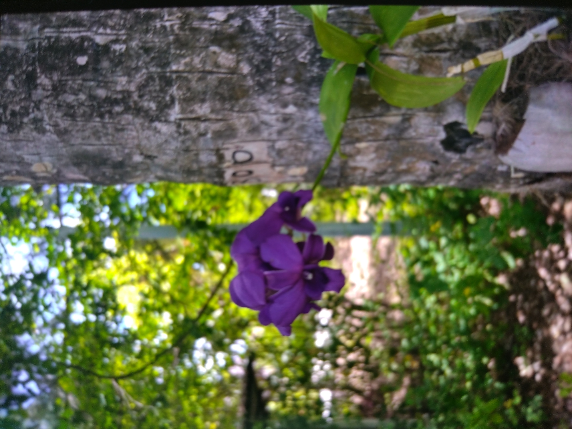 A close-up, slightly blurry, landscape-oriented photograph shows a blooming purple orchid growing on a horizontal tree branch. The branch has a mottled gray surface. The plant has green leaves on the top right and a burlap sack. Below, foliage is visible in the background. The location in the city of Stara Zagora, Bulgaria is not discernible from the photo.