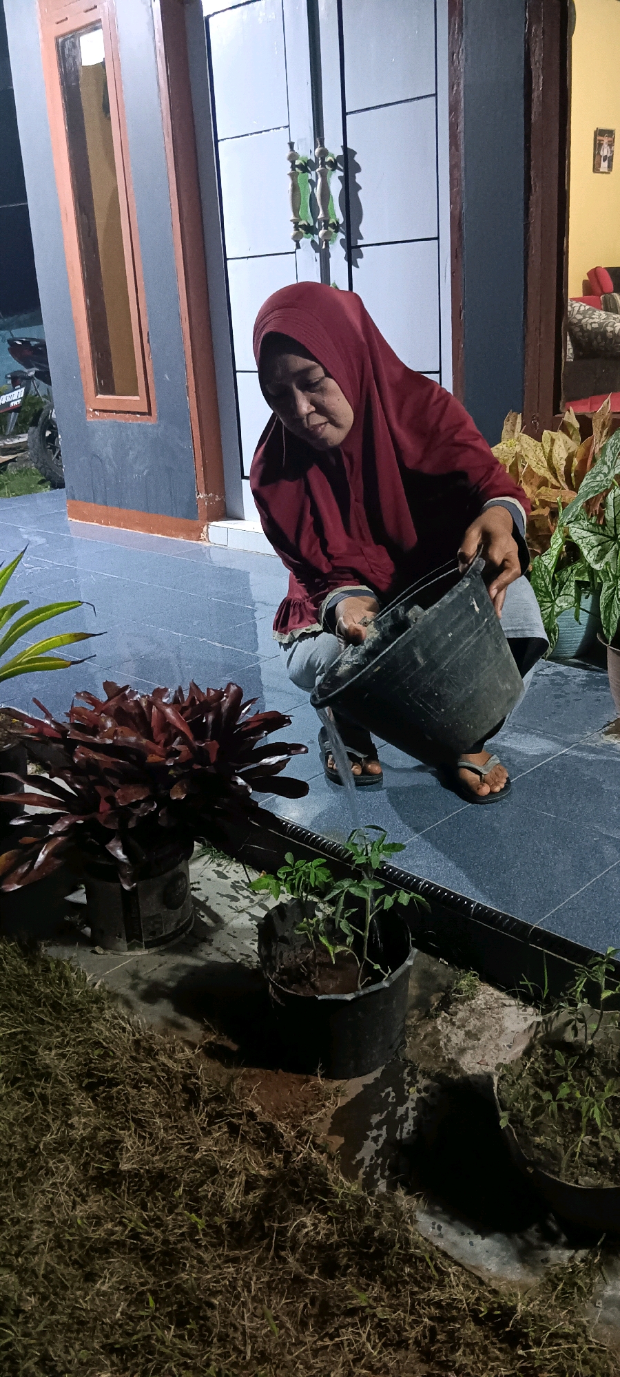 A woman wearing a red hijab and gray pants is crouching on a tiled patio, watering a small plant in a black plastic pot with water from a large black bucket. She is holding the bucket with both hands. To her left is a larger plant with red leaves in a metal pot. The patio is dark blue and appears wet. In the background, a house with gray walls and a door with decorative green handles is visible. There are also other plants and dry grass in the scene. The setting appears to be in the city of Cingambul, Indonesia.