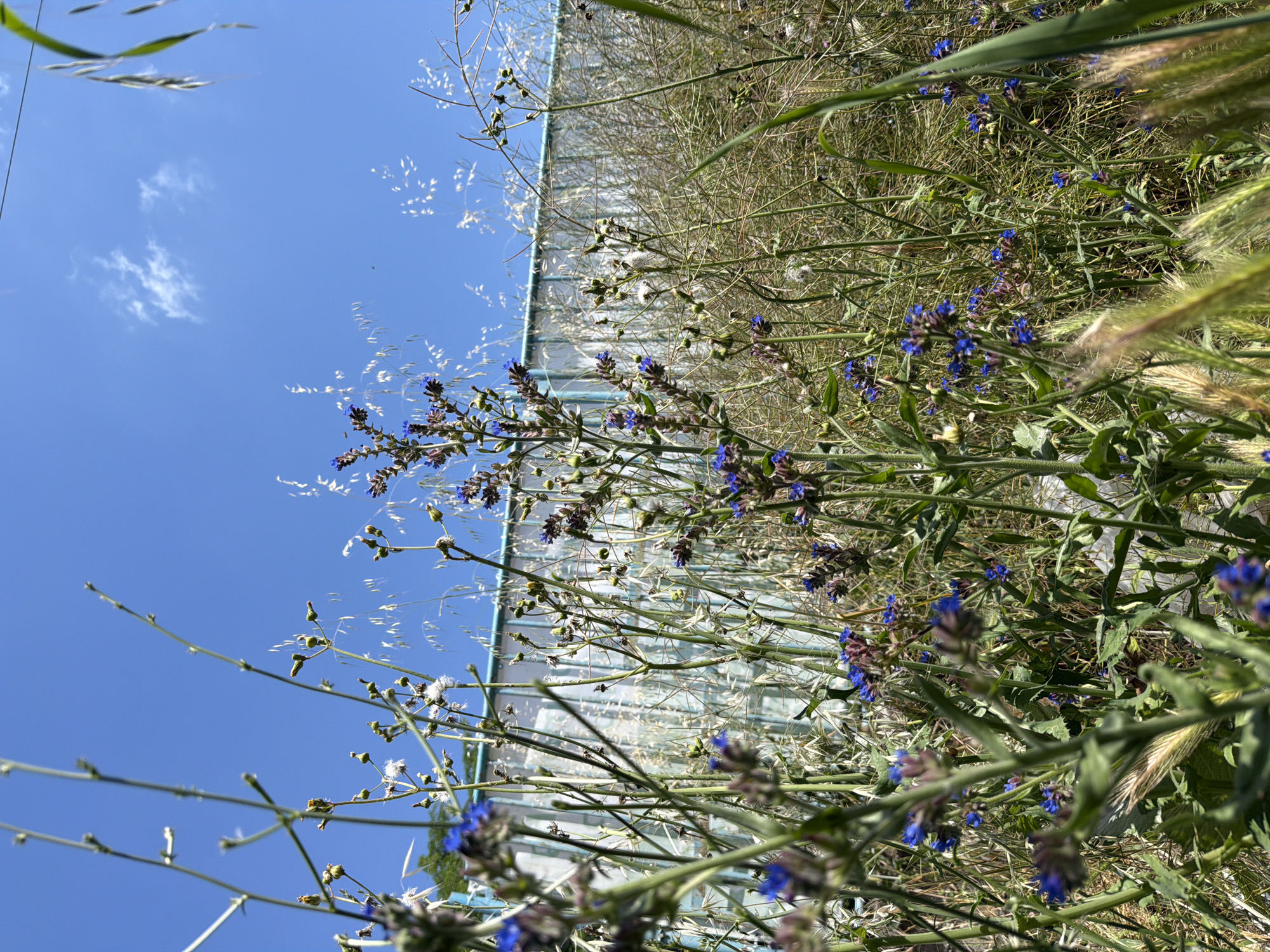 A low-angle, medium shot captures a patch of wildflowers with a light blue sky and a light blue, semi-transparent fence in the background. The foreground is dominated by tall green stalks and blades of grass. Clusters of small, vibrant blue flowers are scattered throughout the scene, with some in bloom and others in bud. Thin, wispy stalks with white seed heads extend upwards towards the sky. The fence, made of what appears to be translucent plastic sheeting stretched over a metal frame, forms a textured backdrop. The sky is clear with a few wisps of white clouds. The overall impression is one of a wild, overgrown area on a bright, sunny day.