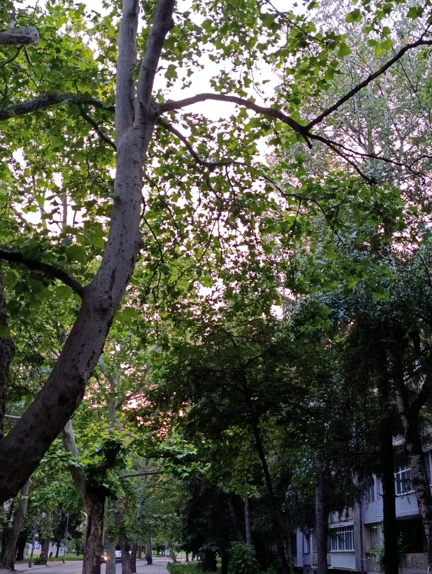 A low-angle shot captures a tree-lined street in an urban setting, likely during the late afternoon or early evening. The sky, visible through the dense foliage, is a pale pink, suggesting a sunset or twilight. The dominant elements are the large, mature trees with their thick trunks and extensive leafy canopies, creating a dappled light effect on the ground. A few residential buildings, characterized by their concrete facades and prominent windows, are visible behind the trees on the right side of the frame. The street itself appears to be paved, with a sidewalk or pedestrian walkway running alongside it. A single vehicle with its headlights on is partially visible driving down the street, indicating ongoing activity. The overall impression is one of urban nature, where trees provide a natural screen and aesthetic appeal to the built environment.