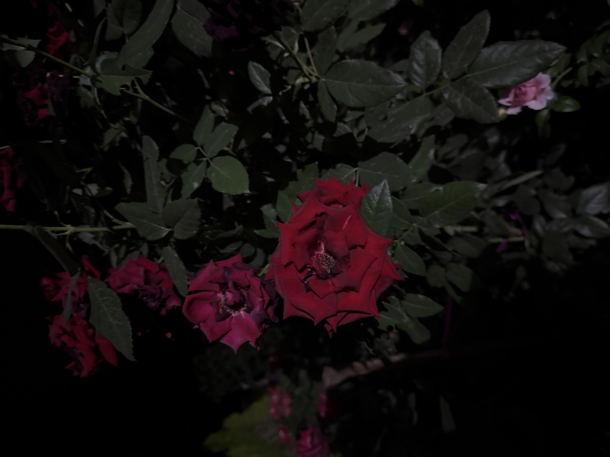 A close-up, nighttime photograph captures a cluster of dark red roses in the city of Vostok, Kyrgyzstan. The roses are in various stages of bloom, with some fully open and others still budding. Their petals are a deep, rich crimson, almost appearing black in the low light. Lush green leaves surround the flowers, some illuminated by a soft light source, while others are shrouded in darkness. In the background, hints of other red roses are visible, along with a single pale pink rosebud. The scene is set against a stark black background, suggesting a deep night setting. The overall impression is one of natural beauty and a touch of mystery.