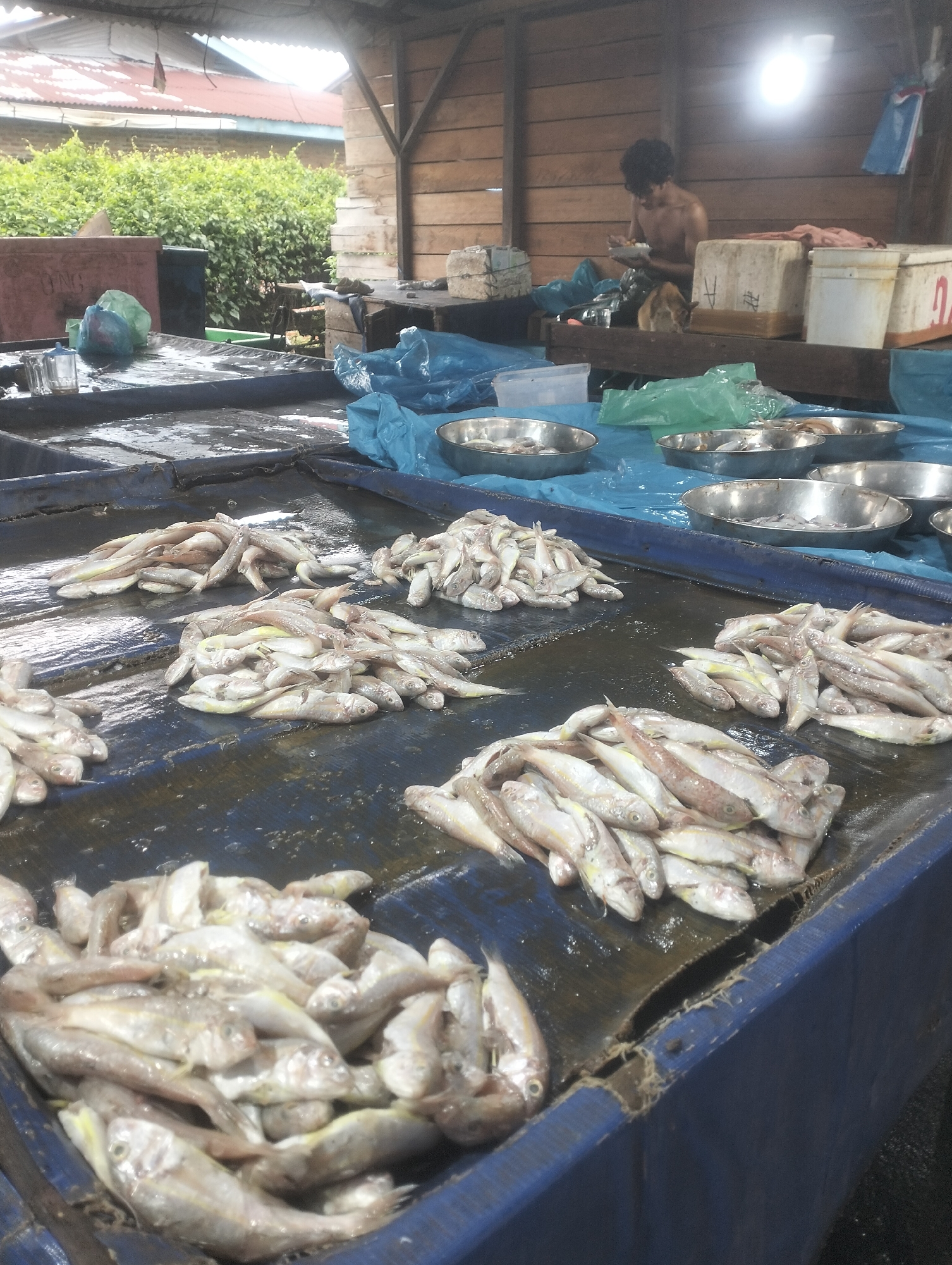 This image depicts an outdoor fish market stall in Dumai City, Indonesia. The scene is dominated by a long, dark surface covered with many small, silvery fish, likely sardines or a similar species, arranged in piles. Some fish are whole, while others appear to have been cleaned. The surface is wet, suggesting it has been recently washed or that ice has melted.
In the background, a man is seen sitting and eating, shirtless, with a cat nearby. He is surrounded by wooden structures and large white containers, some of which appear to be ice chests or storage boxes. Several blue plastic tarps are visible, covering parts of the market stall and creating an awning. The environment suggests a humid, tropical setting. In the far background, a building with a reddish roof and green foliage are visible, indicating a somewhat developed area. The lighting suggests it is daytime, possibly overcast or early morning/late afternoon.