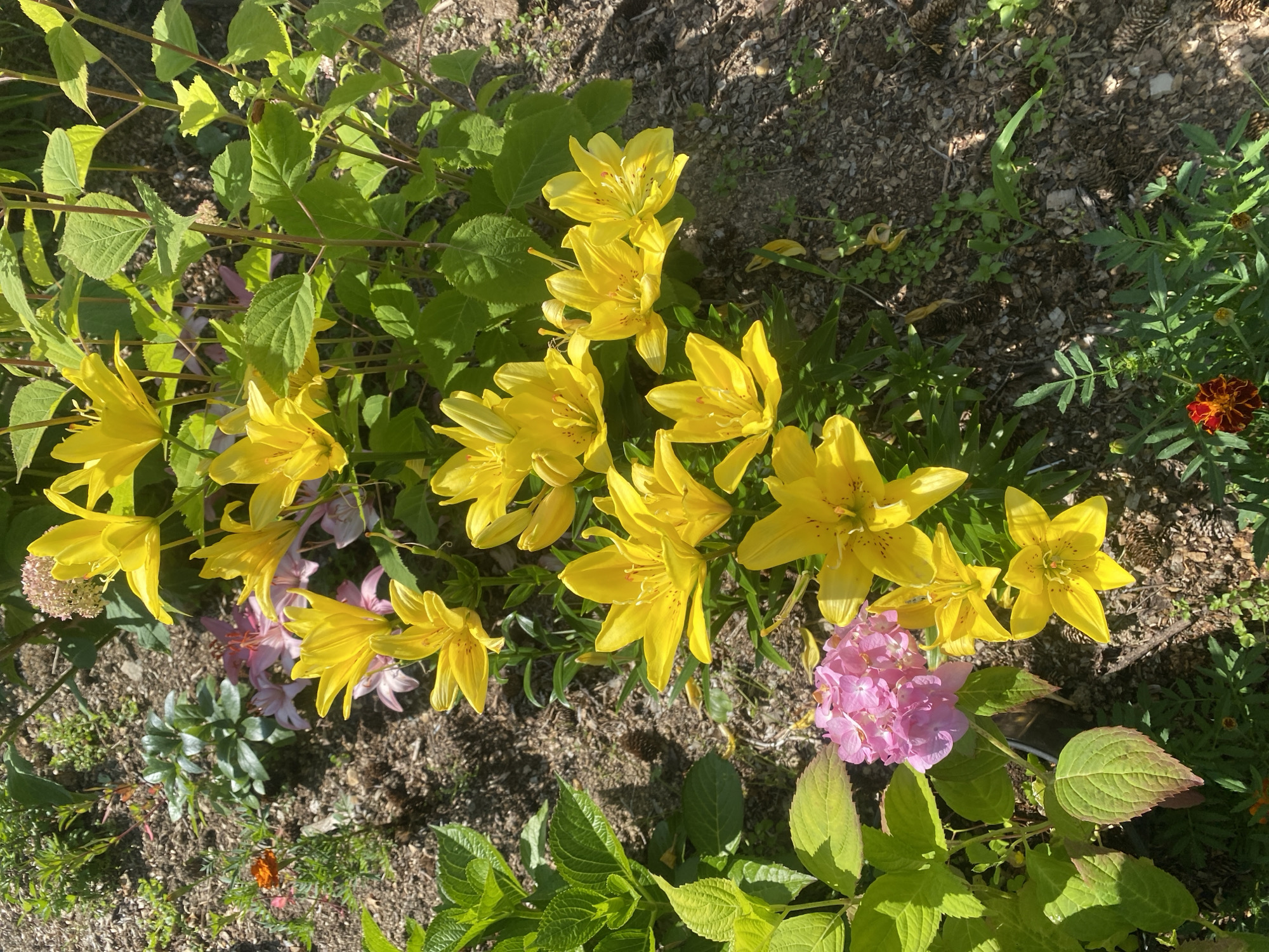 In the city of Tret'ya Pad', Russia, a close-up, high-angle shot reveals a sun-drenched garden bed. The foreground is dominated by a vibrant cluster of bright yellow lilies, their petals unfurled and reaching towards the sky. Some of these lilies exhibit delicate orange speckles. Interspersed among the lilies are clusters of pink hydrangea blooms. Lush green foliage from the lilies and other plants provides a verdant backdrop. The ground beneath is covered in a mixture of brown soil and wood chips, with a few pinecones scattered about. A single orange marigold flower peeks out from the lower left corner of the frame. The overall impression is one of a flourishing garden on a bright, clear day.