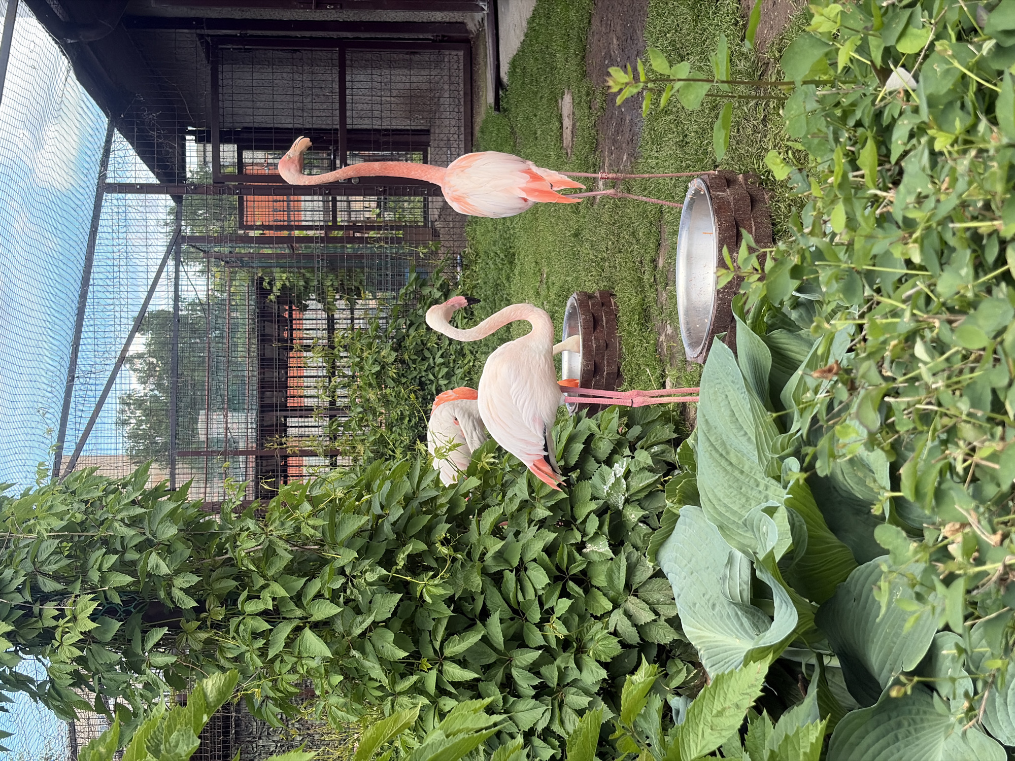 A vibrant outdoor scene captures three flamingos within a verdant enclosure, likely a zoo or bird sanctuary in Izhevsk, Russia, under bright daylight.
In the center, one flamingo stands tall, its pale pink and white feathers visible, with its long, graceful neck extended. To its left, another flamingo is observed with its neck elegantly curved downwards, its beak positioned near a metal bowl set on a dark, textured stand, possibly feeding or drinking. A third flamingo's back and tail feathers are partially visible behind the bending bird, amidst the dense greenery.
The ground is covered with lush green grass, interspersed with various plants, including large-leafed hostas and climbing vines that entwine around the enclosure's structure. The enclosure itself features sturdy dark metal mesh panels, forming a robust cage-like environment, with additional finer green netting on the left side through which a bright blue sky is visible. The abundant foliage suggests a naturalized and well-maintained habitat, providing a verdant backdrop for the elegant birds. No text is visible in the image.
