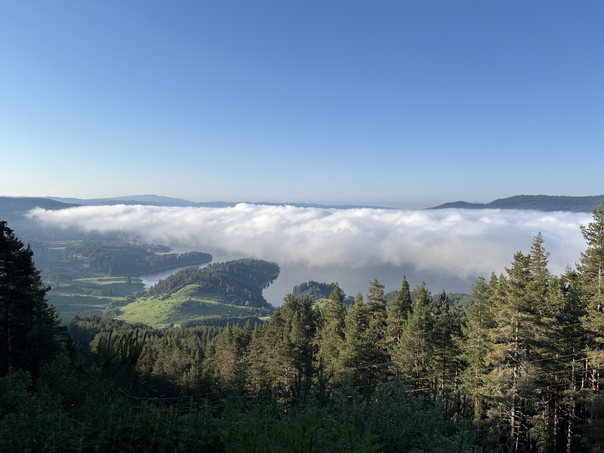 This is an aerial, wide-angle shot of a vast, hilly landscape under a clear blue sky. In the foreground, a dense forest of tall pine trees dominates the frame, with a dark, shadowy undergrowth in the lower part of the image. The trees on the right side of the frame are illuminated by sunlight, revealing their textured bark and branches.
Beyond the forest, a broad, undulating valley unfolds, characterized by rolling green hills. A large body of water, likely a lake or reservoir, snakes through the valley, its surface reflecting the light. A thick band of white clouds blankets the middle ground, obscuring the lower portions of the hills and creating a striking contrast with the clear sky above. In the distance, a series of faded, mountainous ridges are visible, softened by atmospheric haze. The overall impression is one of a serene and expansive natural environment.