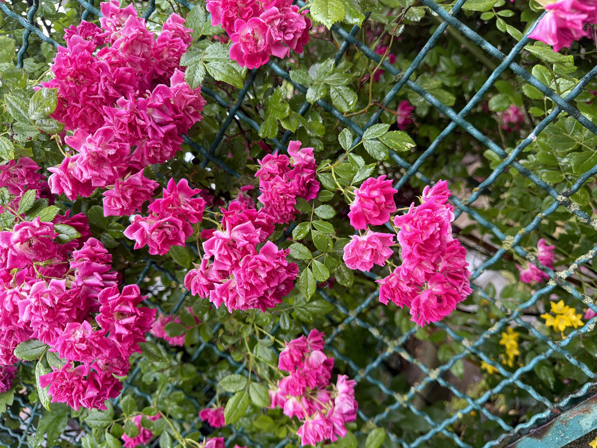 A close-up, eye-level shot captures a cluster of bright pink roses climbing over a turquoise chain-link fence. The roses are in full bloom, with many small, delicate petals clustered together, some showing signs of water droplets, suggesting recent rain. The leaves are a deep green, also appearing wet. The fence is coated in a weathered, slightly peeling turquoise paint.
In the background, behind the fence and roses, the scene is a blur of green foliage, indicating a garden or overgrown area. Hints of yellow flowers are visible further back, adding a touch of contrasting color to the predominantly pink and green scene. The lighting suggests it could be daytime, possibly overcast due to the wet appearance of the flora and the diffused light. There are no people visible, nor any text. The overall impression is one of natural beauty and vibrant life, perhaps a garden after a shower. The context of Szczecin, Poland, implies this is likely an outdoor setting in a park, garden, or yard.