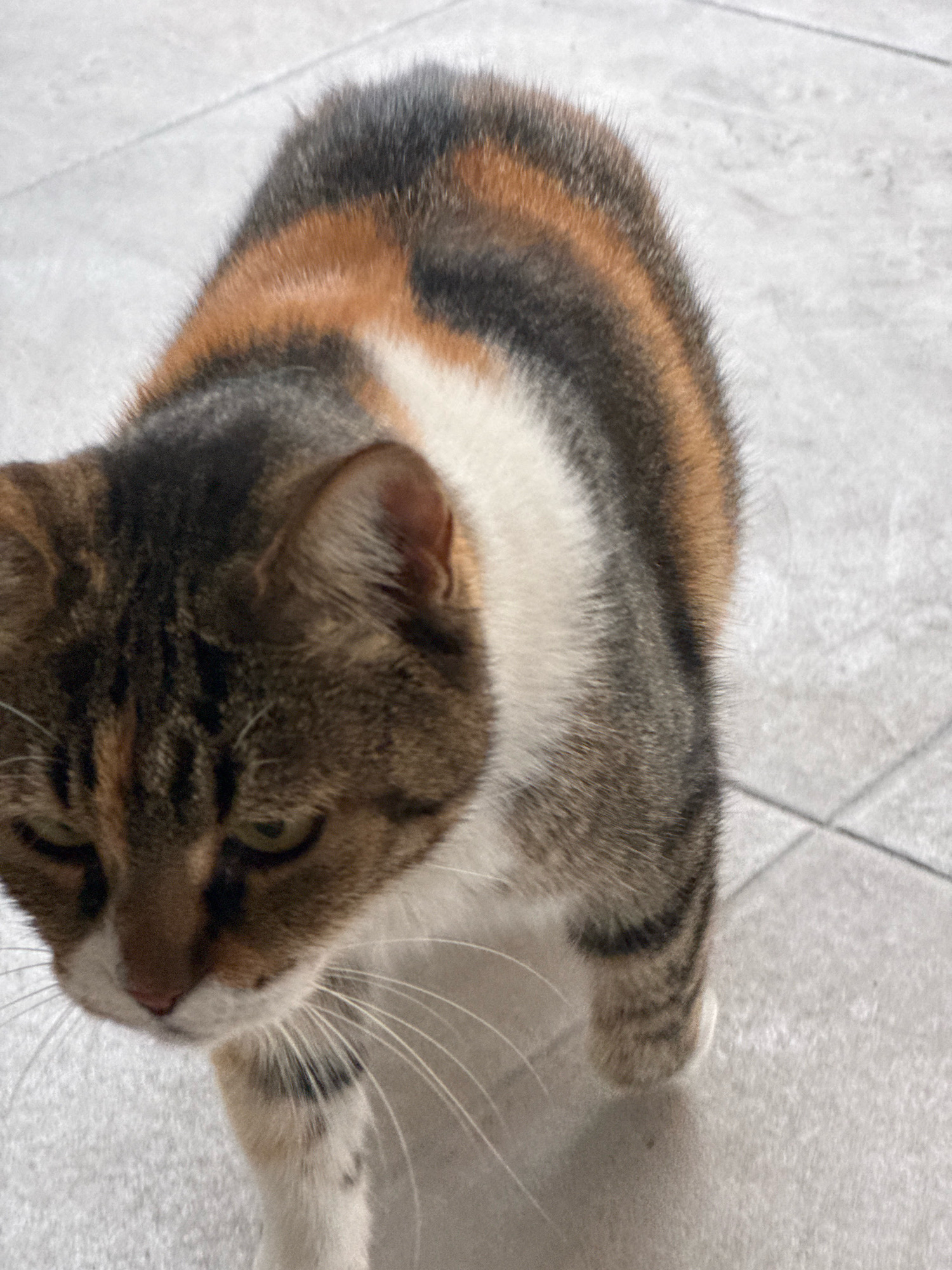 A calico cat is walking on a light-colored tiled floor, possibly in an outdoor area. The cat is facing downwards and to the left, with its head lowered. Its fur displays patches of white, black, brown, and orange. The floor tiles are rectangular and laid in a grid pattern. The background is blurred, but appears to be an even surface. The lighting suggests it is daytime. There is no indication of the specific location in Agios Tychona Community, Cyprus, beyond the general description of the tiled floor.