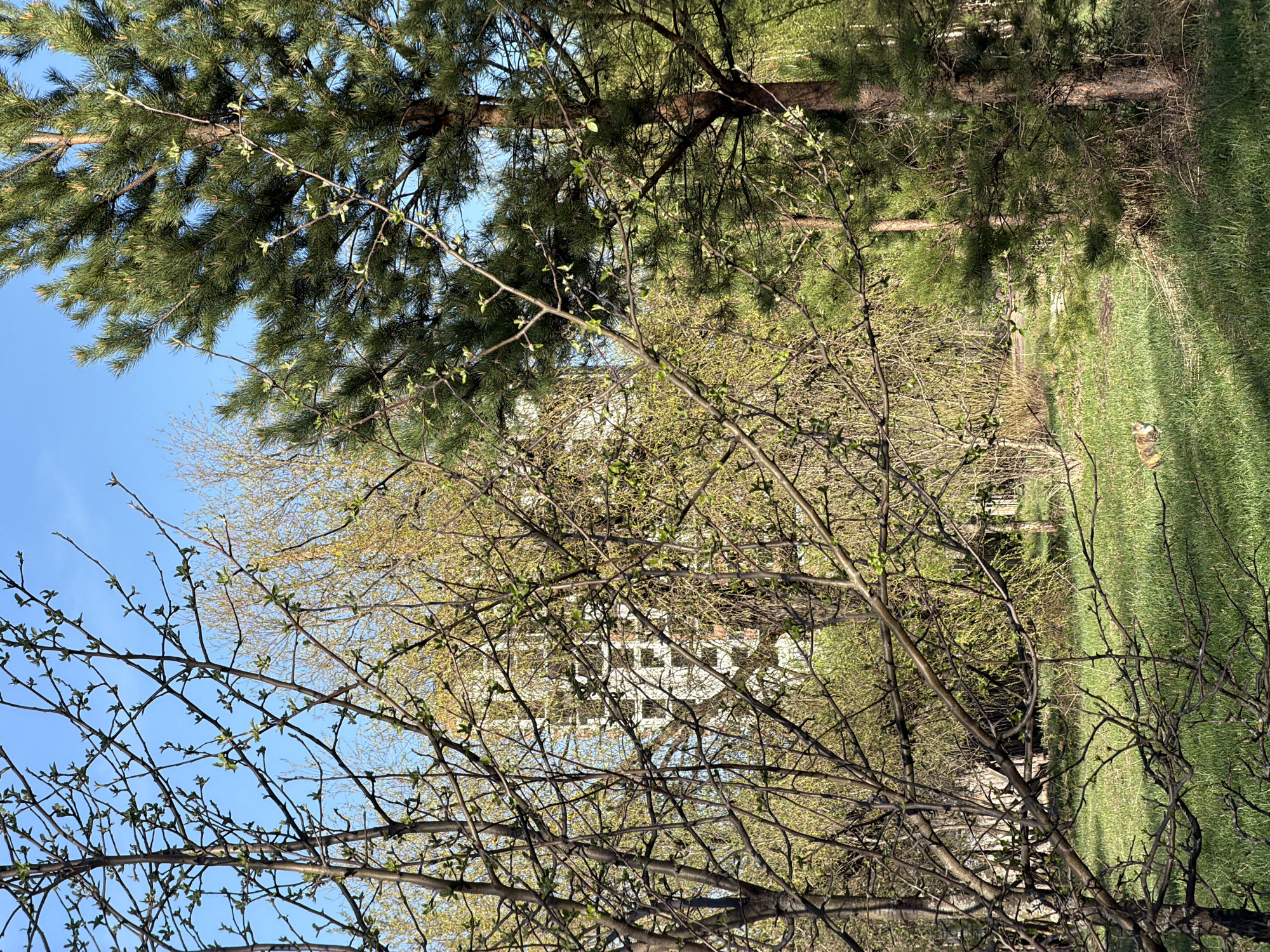 The image captures a park setting in Chaikovsky, Russia. A blue sky is visible through bare tree branches with budding leaves in the foreground. Coniferous trees with dense green needles are present in the background. Grass and possibly a building or structure are partially obscured by the trees. No people are visible.