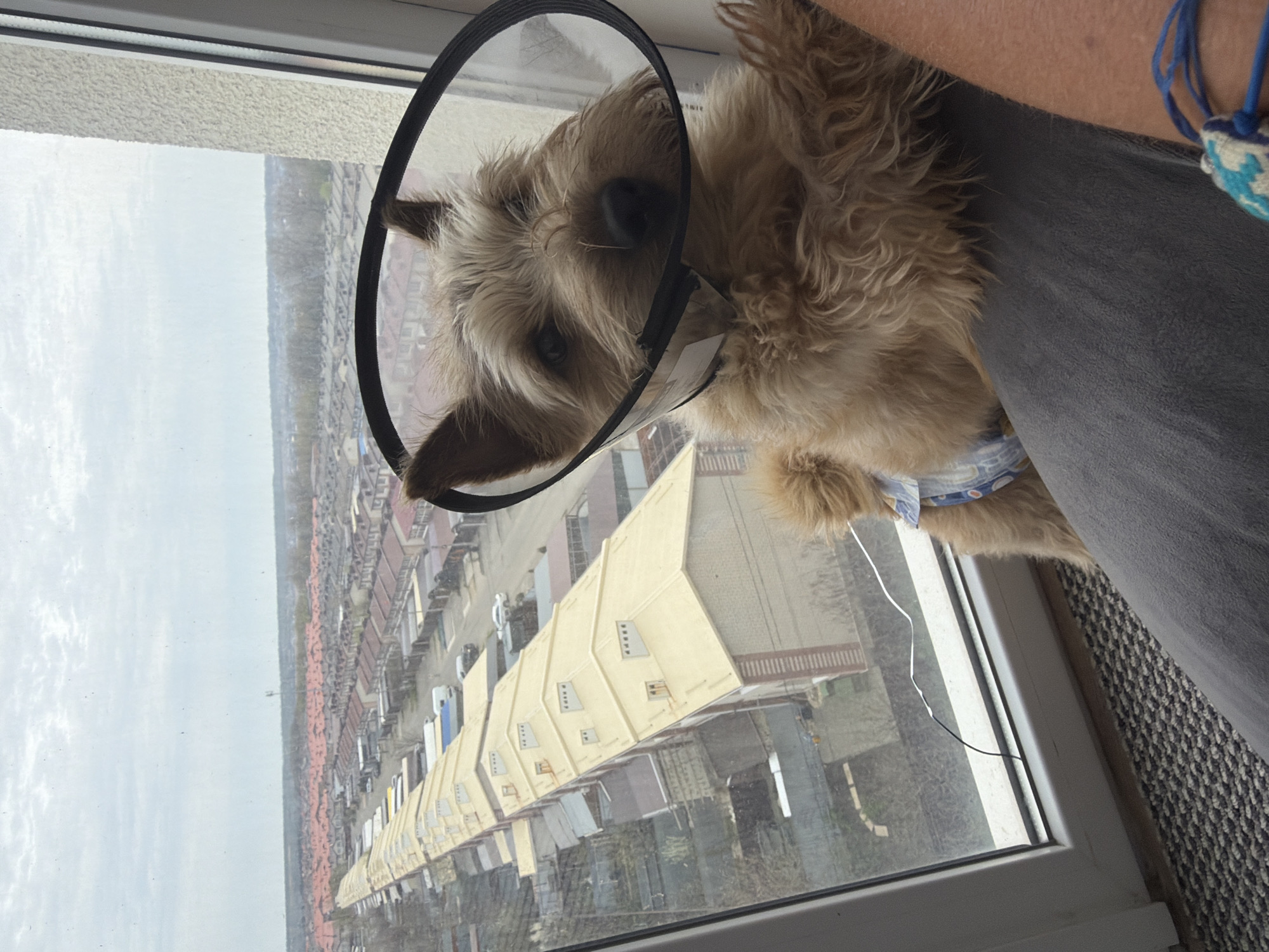 The image features a shaggy-haired, light-brown dog wearing a clear plastic Elizabethan collar with a black fabric trim. The dog's face, with its dark eyes, is visible within the cone. A blue and white patterned dog diaper or wrap is visible around its lower body. A small white label with dark text is attached to the black trim of the cone.
The dog appears to be looking out a window from an elevated position, possibly resting against a person. A human arm, covered in dark gray fabric, is visible on the right side of the frame, with a blue and white woven bracelet on the wrist. A patterned dark gray carpet or rug is partially visible in the lower right corner. A thin white cable descends from near the dog's body towards the window frame.
The window offers a view of an urban or suburban landscape under an overcast sky, indicating a cloudy day. Directly below the window, a long, light-colored multi-story building with numerous windows and balconies extends horizontally. Beyond this structure, rows of other residential or commercial buildings, some with red roofs, stretch into the distance towards a hazy horizon. Trees are visible in the background, suggesting a mix of built environment and natural elements. The scene depicts a calm moment of the dog observing the outside world from indoors.