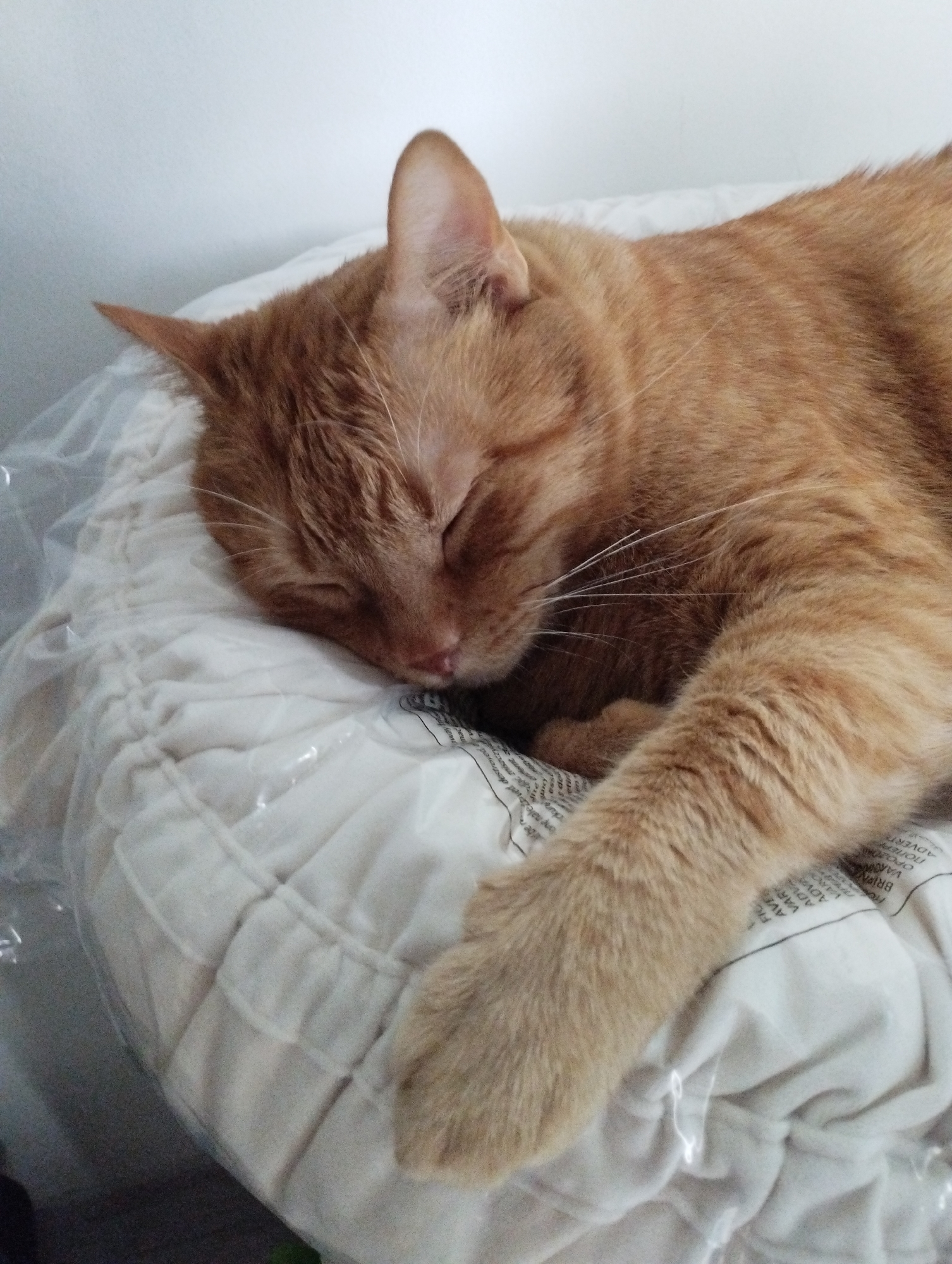 An orange tabby cat is sleeping on a white, textured cushion inside a clear plastic bag. The cushion appears to have printed text on it, part of which is visible and includes the words "ADV", "VAR", and "ADVERTE". The background is a plain, light-colored wall.