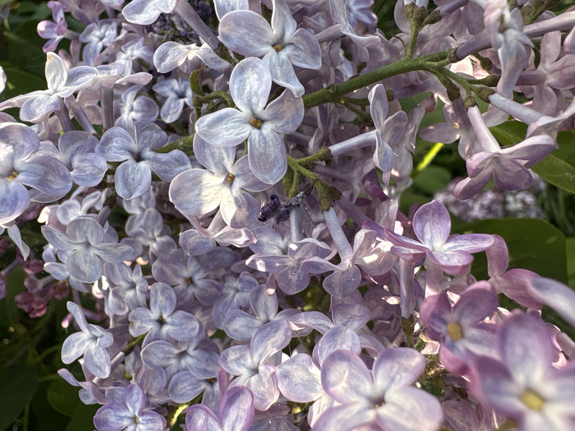 The image shows a close-up view of a cluster of lilac flowers. The flowers are primarily light purple and lavender in color. They are clustered together, obscuring the green stems and foliage in the background. The flowers are in various states of bloom, with some appearing more open and others still tightly closed. Light illuminates the flowers from the upper left, creating shadows and highlights on the petals. No people are visible in the image. There is no indication of the location being Izhevsk, Russia.