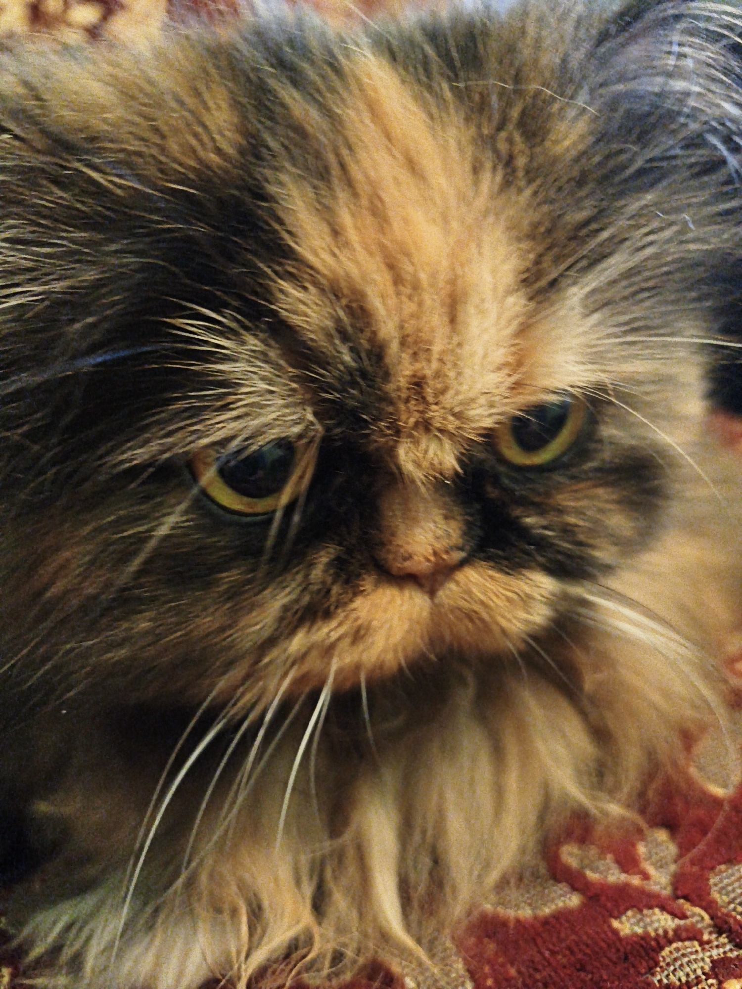 A close-up, eye-level shot shows the face of a calico Persian cat. The cat has long, fluffy fur in shades of brown, black, and orange. Its eyes are yellow and appear to be looking forward. The background is out of focus but appears to be a patterned fabric in red and beige tones. The cat is the sole subject of the image and no location information is available.