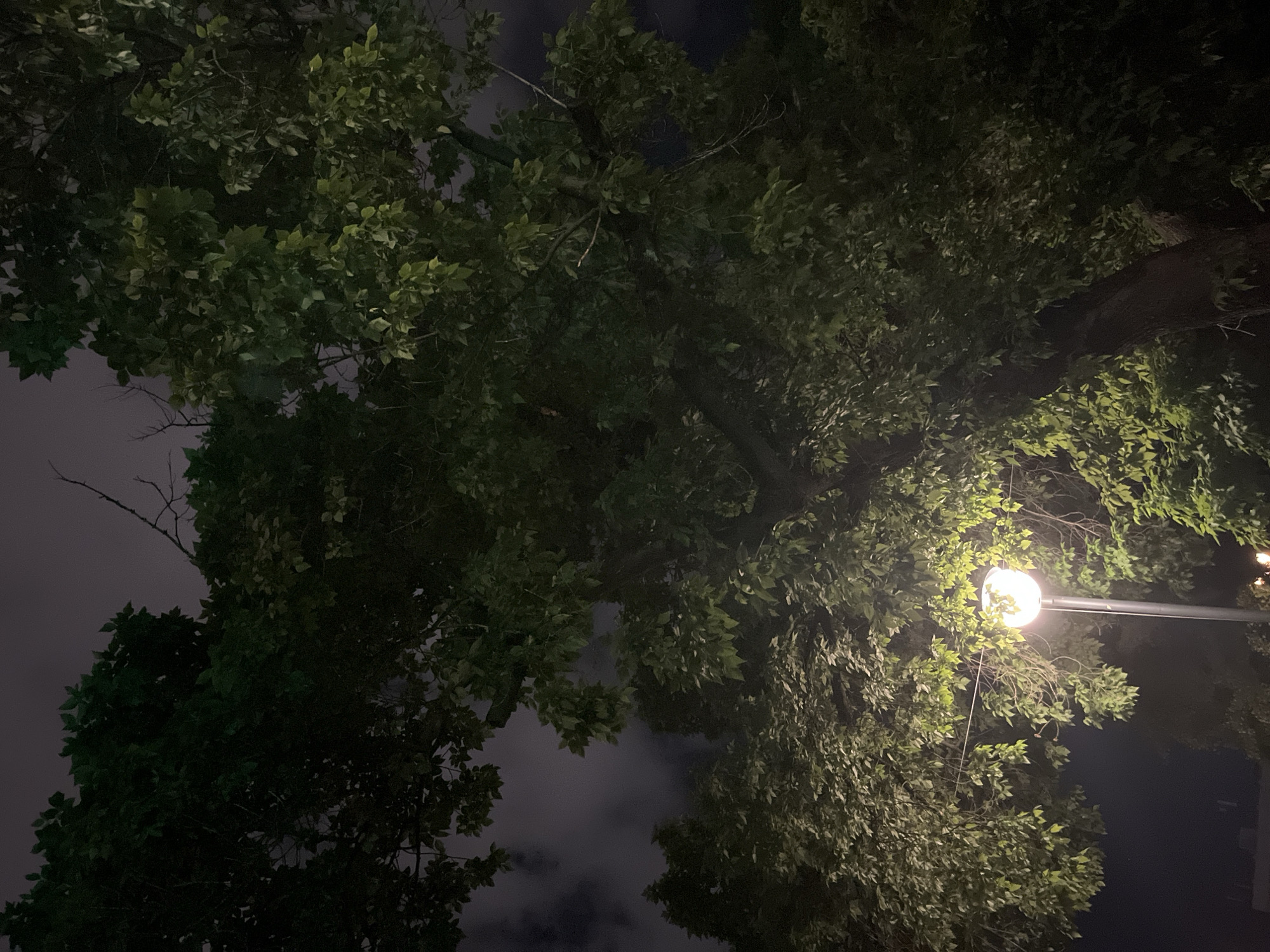 The image is a low-angle shot of trees at night, with the canopy obscuring much of the sky. A lamppost with a round, glowing light bulb is visible on the right side of the frame, illuminating the surrounding leaves. The sky visible through the foliage appears cloudy. Without additional information, it's impossible to determine the exact location in Plovdiv, Bulgaria. The scene depicts an urban environment with trees and street lighting at night. No people are visible.
