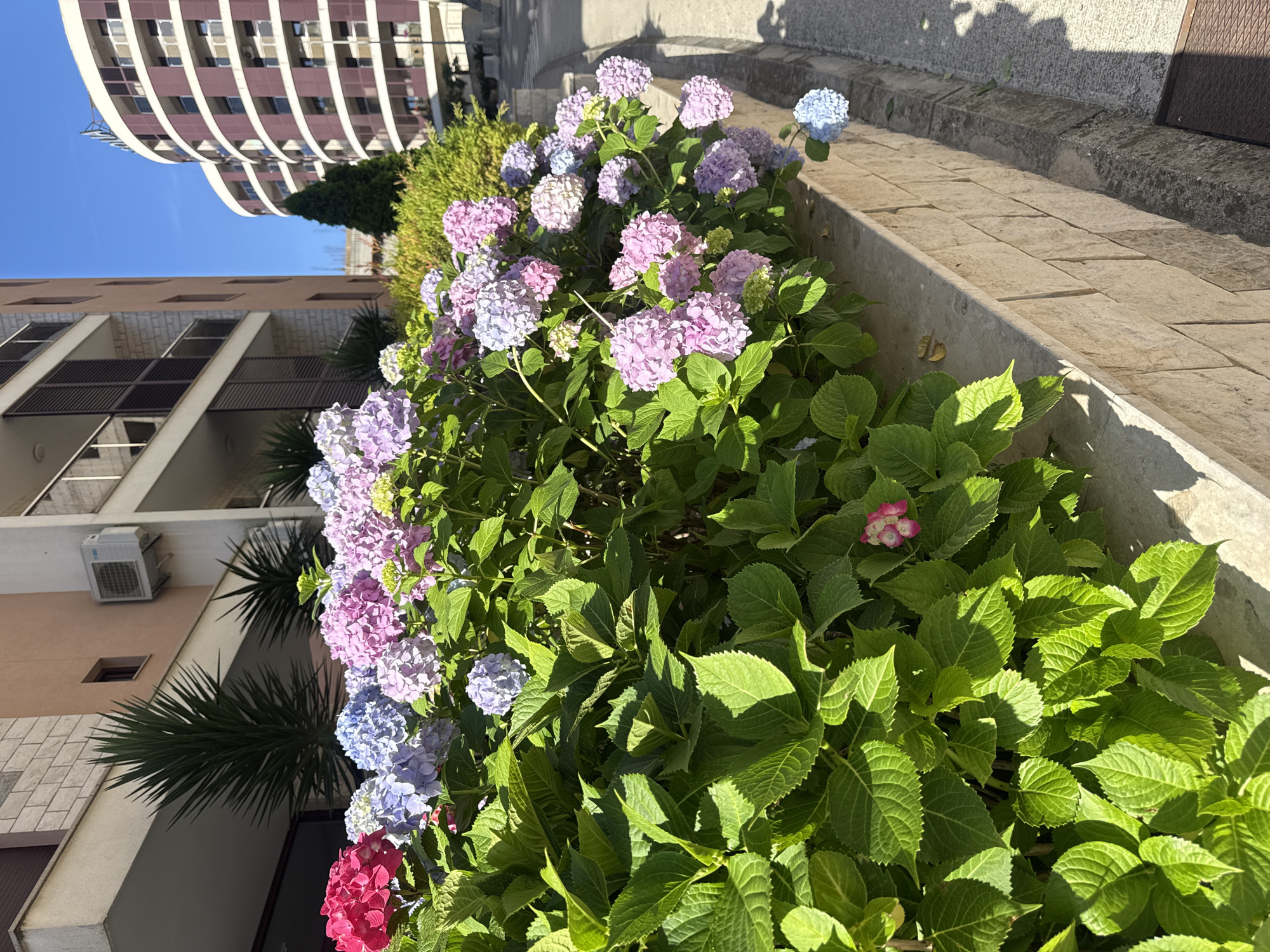 A sunny outdoor scene in Boreti, Montenegro, showcases a vibrant and dense hedge of blooming hydrangeas in the foreground, positioned above a light-colored, block-patterned stone retaining wall. The hydrangea flowers display a spectrum of colors, predominantly shades of pink, purple, and blue, with lush green foliage occupying the lower and mid-sections of the plant. A single small pink and white bloom is visible within the green leaves towards the bottom right.
In the mid-ground, behind the hydrangeas and the wall, several multi-story buildings are visible under a clear blue sky. To the left, a light-colored building with balconies and horizontal window shutters features an exposed air conditioning unit on an upper floor and two spiky, palm-like plants in front of its lower section. To the right, another building with a curved facade is prominent, characterized by dark maroon or brown horizontal panels alternating with lighter sections and numerous windows, suggesting a hotel or residential complex. Smaller green shrubbery and a single conical evergreen tree are situated between the buildings. The ground to the right of the stone wall consists of asphalt roadway and a concrete sidewalk, with elongated shadows cast by unseen elements to the right, indicative of bright sunlight. No individuals are present in the scene.