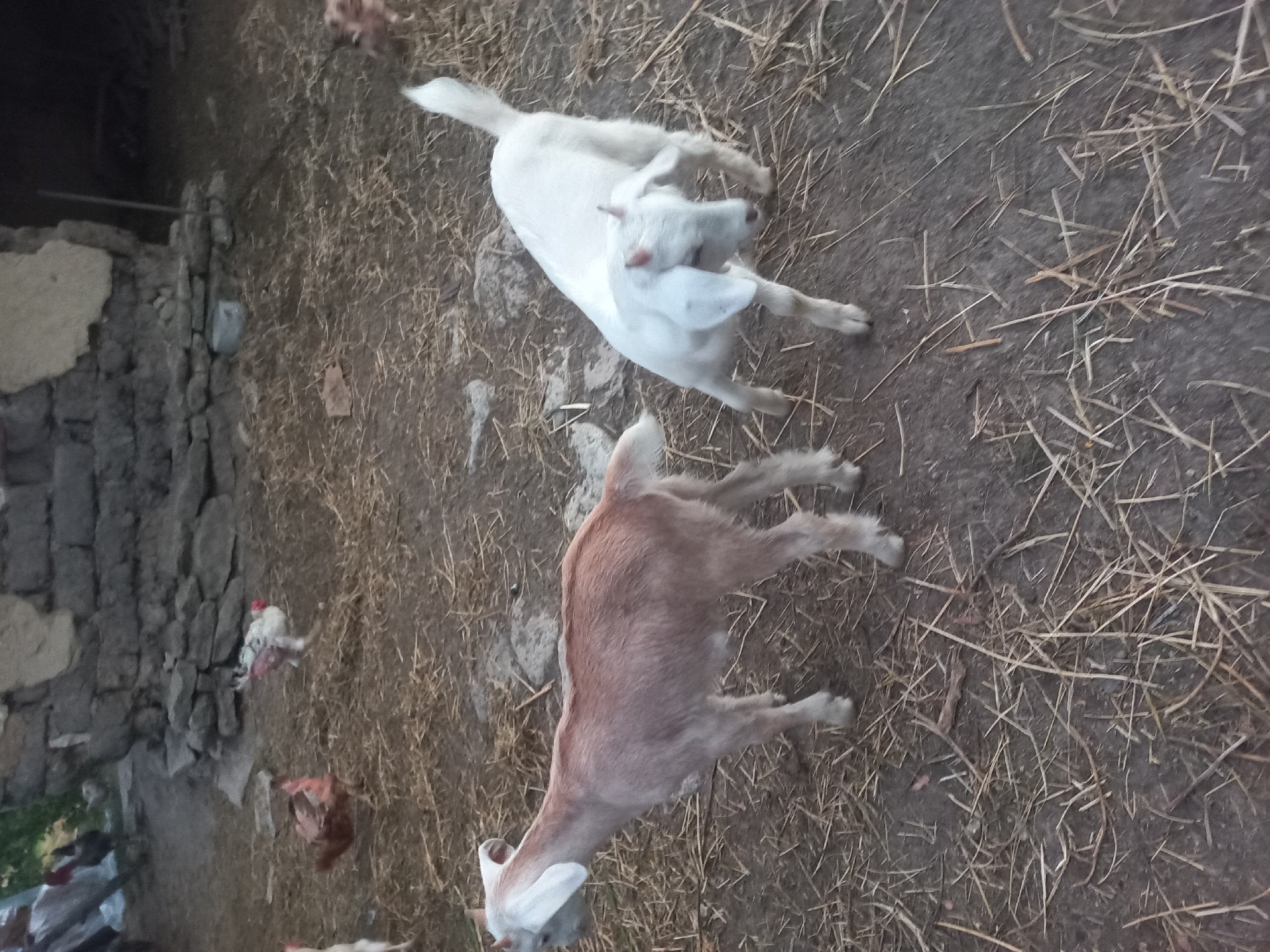 The image depicts a rustic outdoor scene, likely a farmyard, in Calarașovca, Moldova. The ground is covered in dry straw and dirt. In the foreground, two young goats are present. One is a light brown or tan color, standing with its body facing left and head turned towards the left edge of the frame. Its ears are large and flop downwards. The second goat is white and is positioned to the right of the first goat, facing towards the right. It has small horns and its ears are also visible.
In the background, several chickens are scattered across the straw-covered ground. One chicken, predominantly white with some red and brown markings, is visible in the middle ground towards the left. Another chicken, mostly brown, is further to the left in the background. Behind the animals, a rough, stone and mud wall forms the backdrop, suggesting a simple rural structure. The overall lighting suggests it is either early morning or late evening. The environment appears unkempt and agricultural.