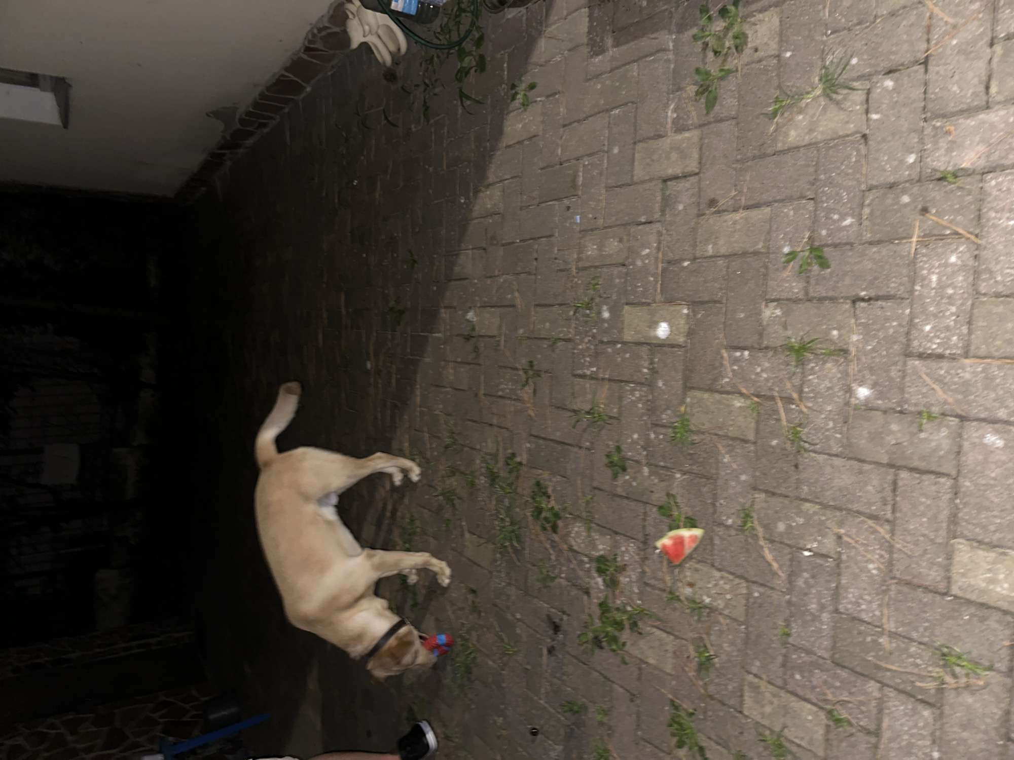 A light-colored dog, possibly a Labrador, is on a paved patio at night. The dog is wearing a black collar and has a red and blue toy in its mouth. To the left of the dog, a person's legs are visible, wearing black shoes. A slice of watermelon is on the ground in the foreground, to the left of center. The patio appears to be made of interlocking brick pavers with some weeds growing between them. In the background, there is a dark, shadowy area which could be an alleyway or the side of a building. A white wall with a small ledge is visible to the right, and a white shoe is on the ground near the wall. There is a bottle of water and green tubing near the shoe. The image appears to have been taken in Sochi, Russia.