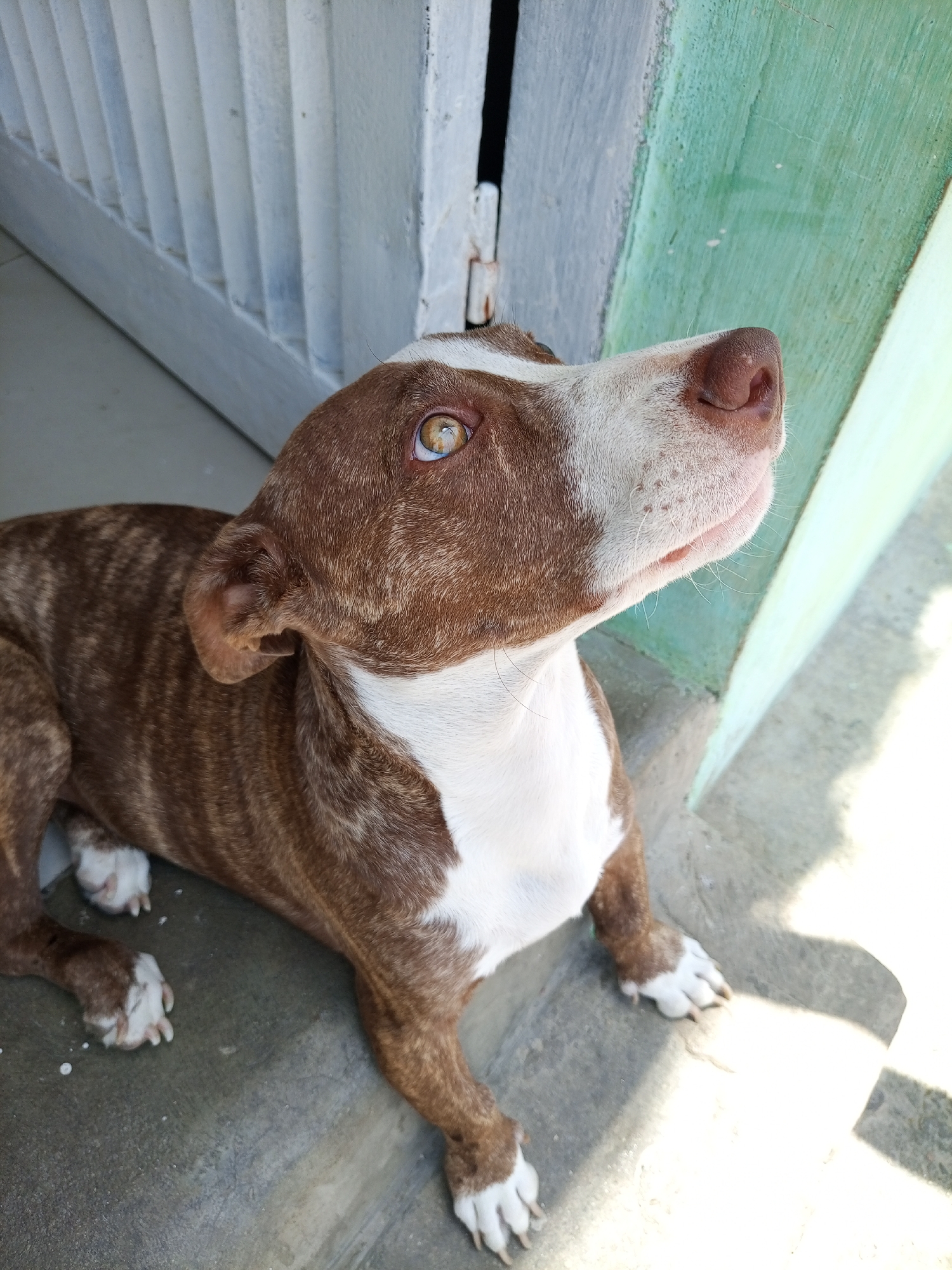 A brown and white brindle dog is lying on a concrete surface next to a mint green wall and a white-painted wooden door. The dog is looking upwards and to the right. White spots are on the concrete surface near the dog's paws. The location is assumed to be Porlamar, Venezuela.