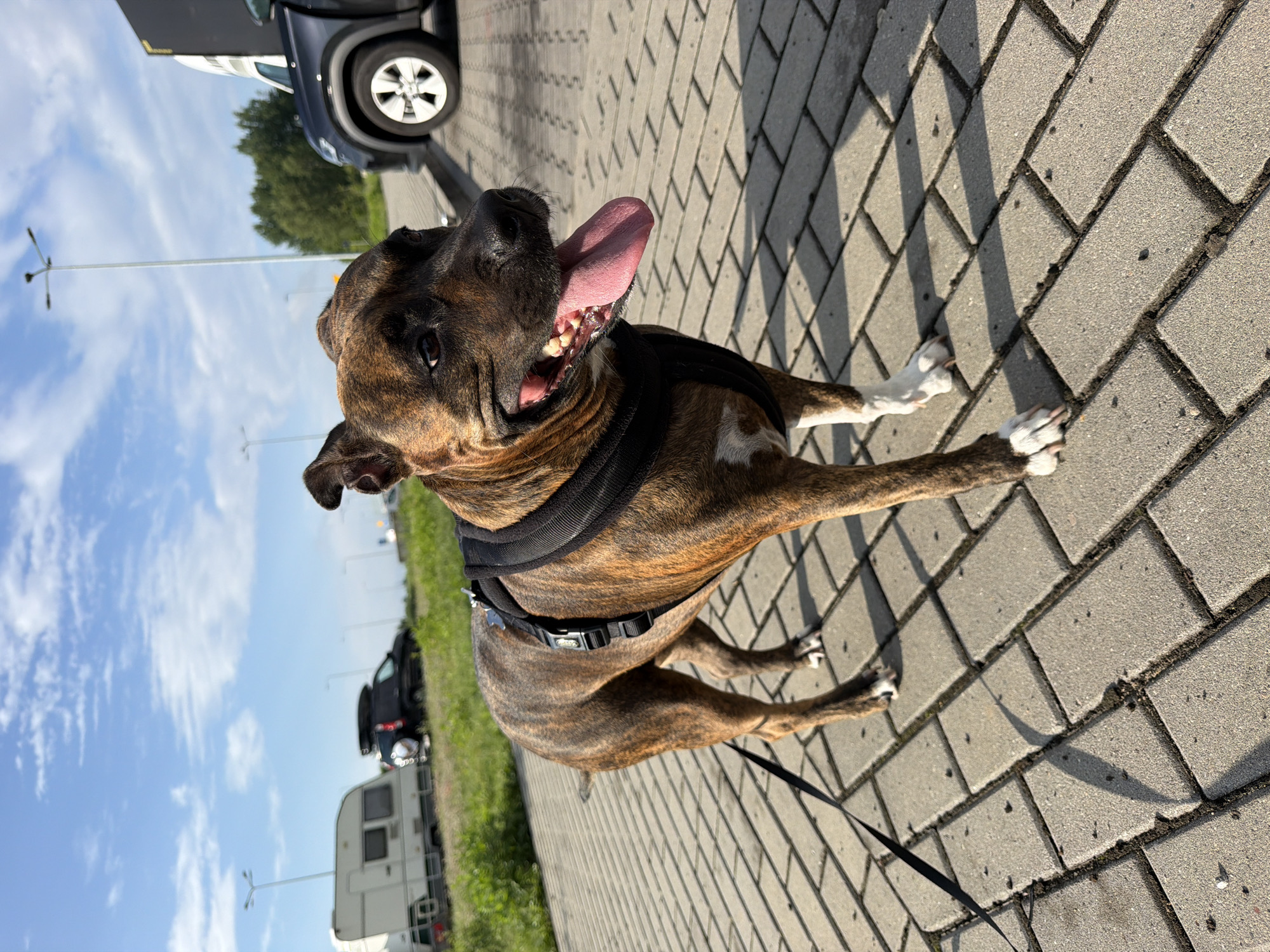 A brindle-colored dog wearing a black harness stands on a paved surface under a blue sky with scattered clouds. The dog is facing to the right with its tongue hanging out. In the background, to the left, a white caravan and a dark SUV are parked on a grassy area. Further in the background, trees are visible. To the right, the front of a dark vehicle is parked, with its front wheel clearly visible. The paved area appears to be a walkway or parking lot, with distinct brick-like paving stones. The overall scene suggests an outdoor setting, possibly a rest stop or campground, given the presence of the caravan and vehicles. The location is identified as Nowa Gorzelnia, Poland.