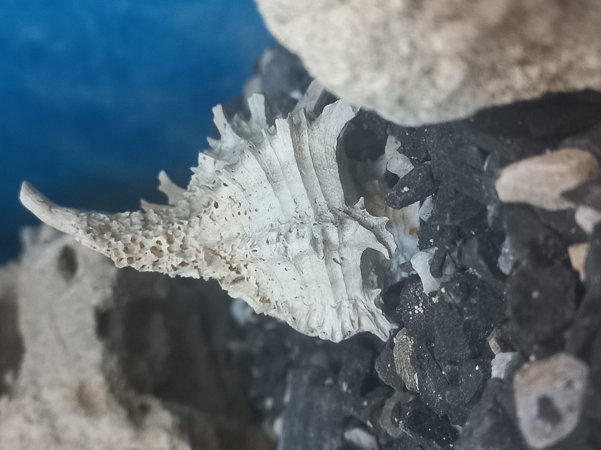 A close-up shot shows a decaying sea shell resting amidst a collection of small dark and light-colored rocks. The shell, predominantly white, exhibits a porous and brittle texture. A faint blue background suggests the shell might be positioned within an aquarium or display case. The shell displays a distinctive shape with ridges and a pointed extension. The rocks surrounding it are irregularly shaped and vary in size. There is no indication this image was taken in Kyiv, Ukraine.