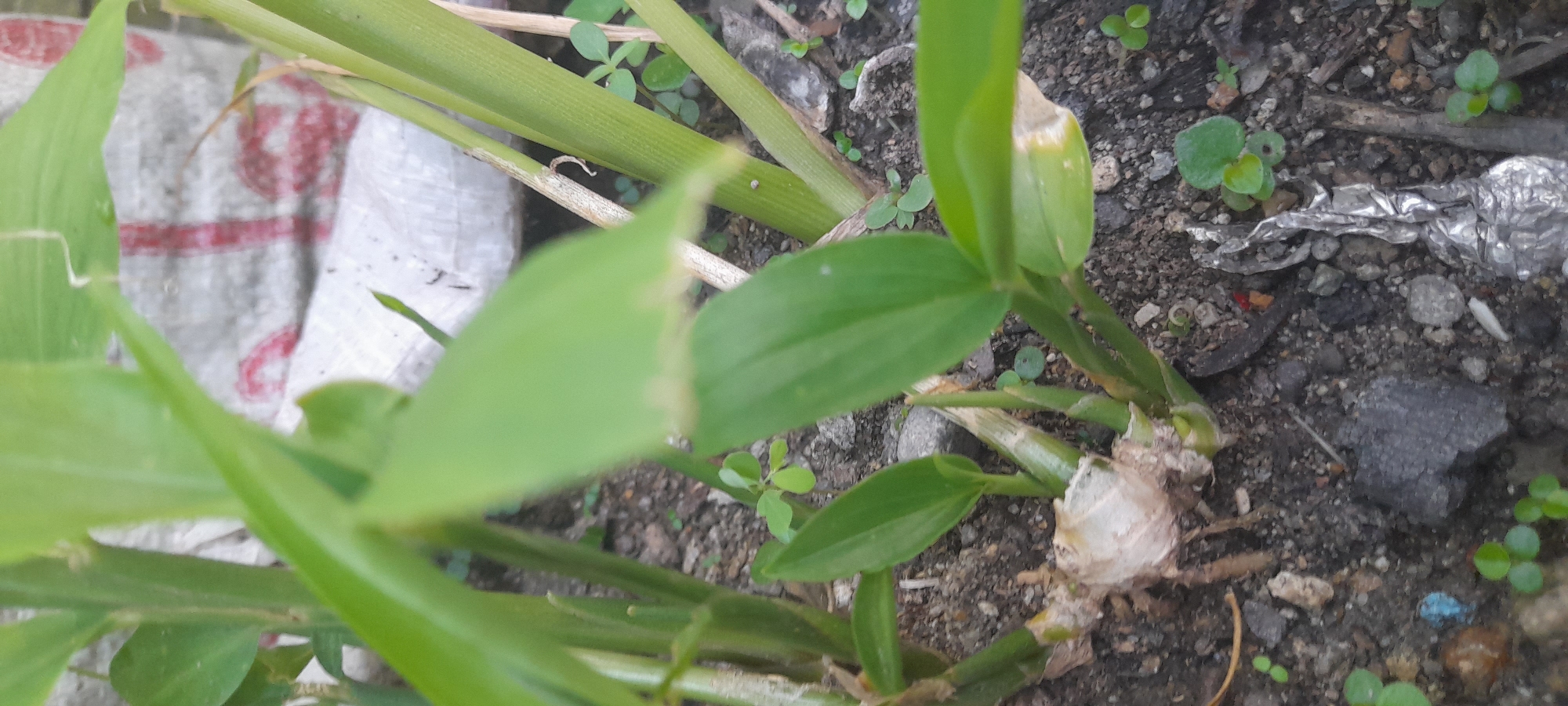 The image depicts a close-up of a ginger plant growing in the ground. The plant has green, leafy stalks emerging from a rhizome. The surrounding soil is dark and contains small rocks, debris, and other small plants. A section of what appears to be a patterned fabric is visible in the background. The location is stated to be Buketteukuh, Indonesia.