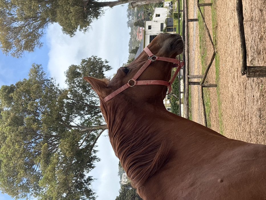 The scene depicts a chestnut-colored horse, fitted with a pink nylon halter, standing in an outdoor equestrian paddock. The horse is positioned in profile, facing right with its head slightly angled towards the camera, revealing its right eye and a portion of its mane. The ground surface is composed of reddish-brown sand and sparse green vegetation. A rustic wooden fence, constructed from posts and rails, is visible in the midground, partially enclosing the area. In the background, numerous tall trees with light green foliage rise towards a partly cloudy blue sky. Beyond the trees and fence, on a sloping terrain, are several white residential or utility buildings. The location is an unspecified equestrian facility within the city of Tangier, Morocco. No other individuals or active interactions are visible.