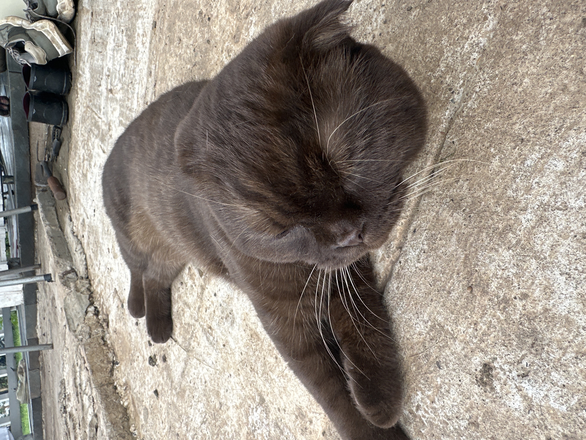 A dark brown cat is lying on a light-colored, rough concrete surface, possibly outdoors. The cat is curled up with its head resting on its paws, and its eyes are closed, suggesting it is sleeping or resting. Its fur is short and dense, and its whiskers are long and white. The concrete has a textured and slightly uneven appearance, with some debris and small stones scattered on it. In the background, there are hints of a metallic structure and some items that might be gardening tools or outdoor equipment, as well as a pair of black rubber boots and a pair of worn sneakers. The overall impression is of a casual, outdoor setting, perhaps a yard or a work area. The image is taken from a high angle, looking down at the cat.