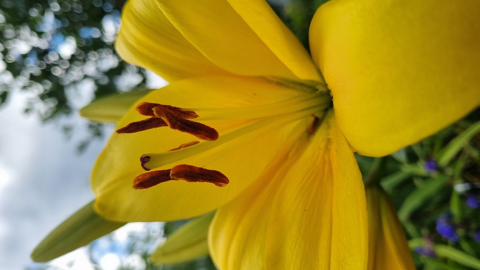 This is a close-up, low-angle, macro photograph of a bright yellow lily flower in bloom. The flower is the primary subject, filling most of the frame. Its petals are a vibrant yellow, with some appearing translucent where the light shines through them. The stamen, with their dark reddish-brown anthers, are prominently visible in the center of the flower. The background is blurred, showing hints of green foliage and small purple flowers on the ground. The sky, with soft white clouds, is visible in the upper portion of the image. The image is taken outdoors, likely in a garden or natural setting. The location of Vysokoe, Russia is not indicated by any visual elements within the image itself.