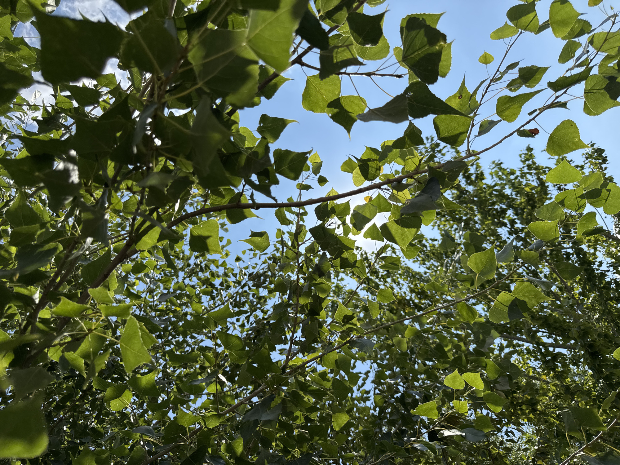 The image captures a low-angle view of a tree canopy against a clear blue sky. Lush green leaves, illuminated by sunlight, dominate the foreground and midground, with branches extending across the frame. Sunlight filters through the leaves, creating dappled patterns and highlighting the veins of the foliage. In the distance, the sky is a vibrant blue, with a few wispy white clouds. The overall impression is one of a bright, sunny day in a natural setting.
The image does not contain any information that would indicate its location in the city of Ufa, Russia, or any specific urban environment. The scene is purely natural, focusing on the tree and the sky. There are no people, objects, or actions that would suggest a specific urban context.