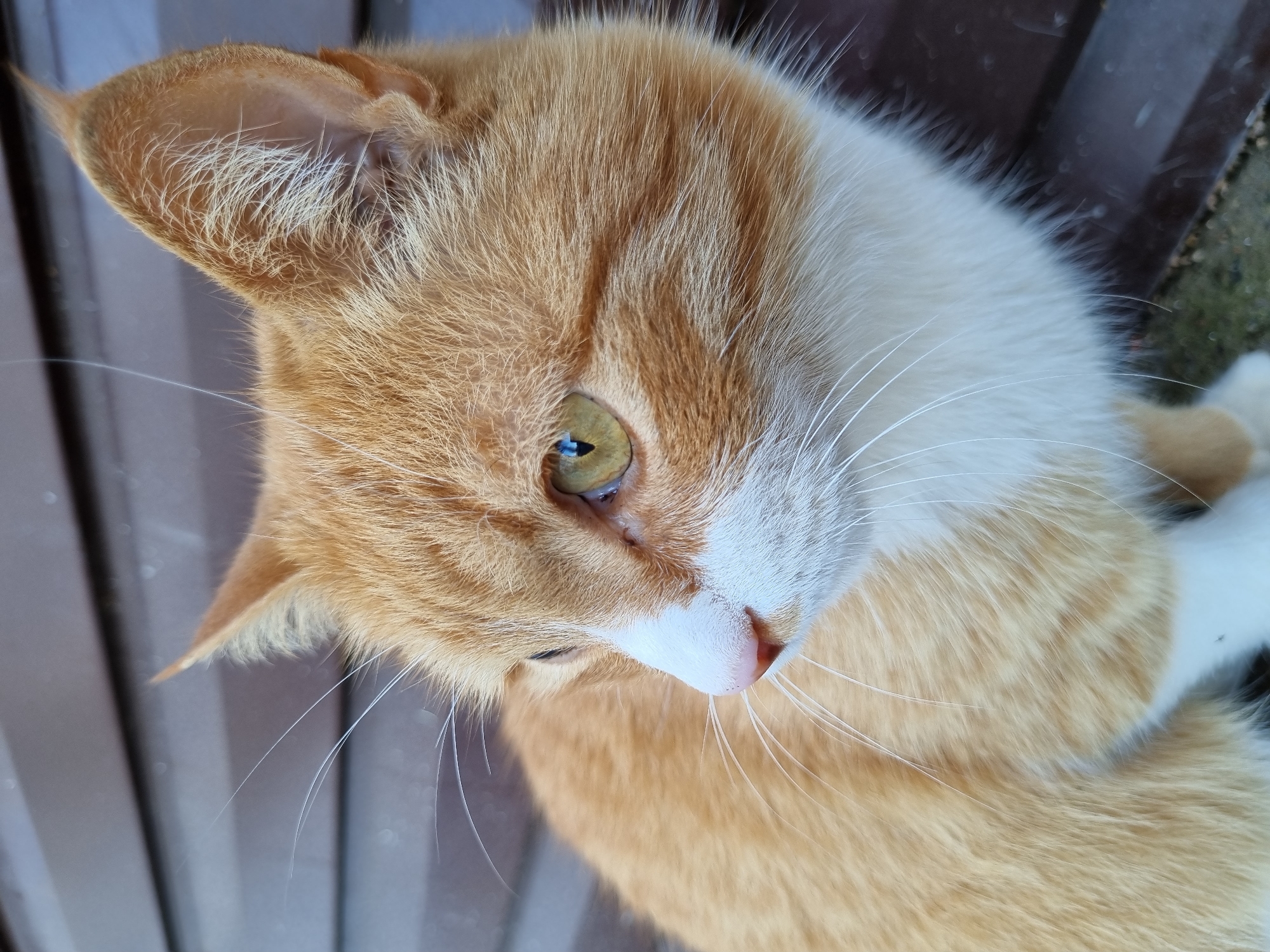 A close-up, high-angle shot features a ginger and white cat. The cat has a green eye visible, and its fur is a mix of orange and white. The background suggests a metal fence or wall, appearing as vertical brown or gray lines. The location cannot be determined as Chaikovsky, Russia, with the given information.