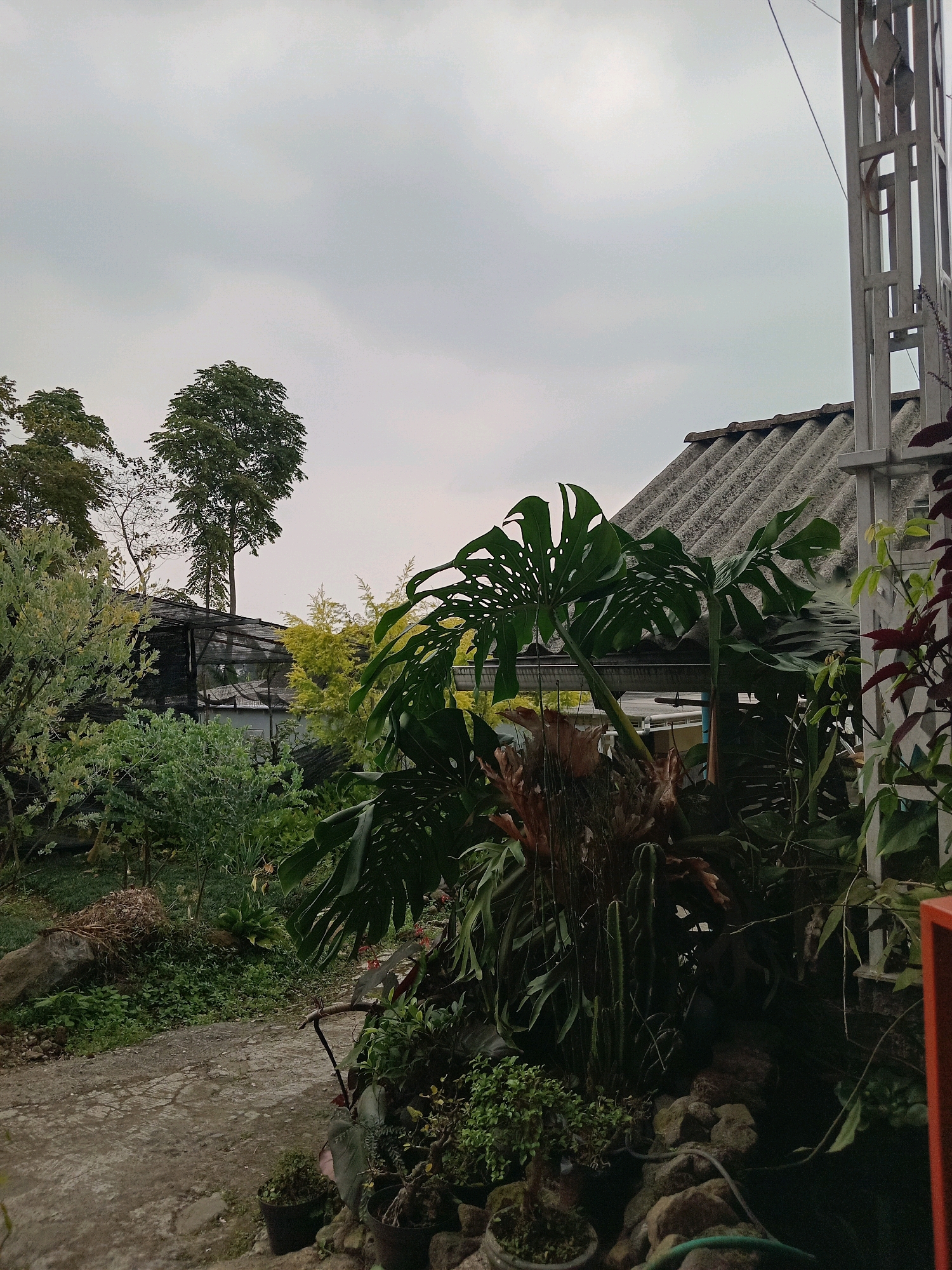 The image depicts a cloudy outdoor scene in Claket, Indonesia, characterized by lush vegetation and elements of a dwelling. In the foreground, a pathway paved with concrete stones winds through a garden filled with various plants. A large Monstera plant with distinctive split leaves dominates the mid-ground, positioned near a rustic structure with a corrugated roof. Behind this, several trees of varying heights are visible, interspersed with what appears to be a shaded area covered by black netting. To the right, a white metal structure, possibly part of a building or a decorative element, stands adjacent to the dwelling. The overall impression is that of a naturalistic setting with domesticated elements, likely a residential property or a garden space.