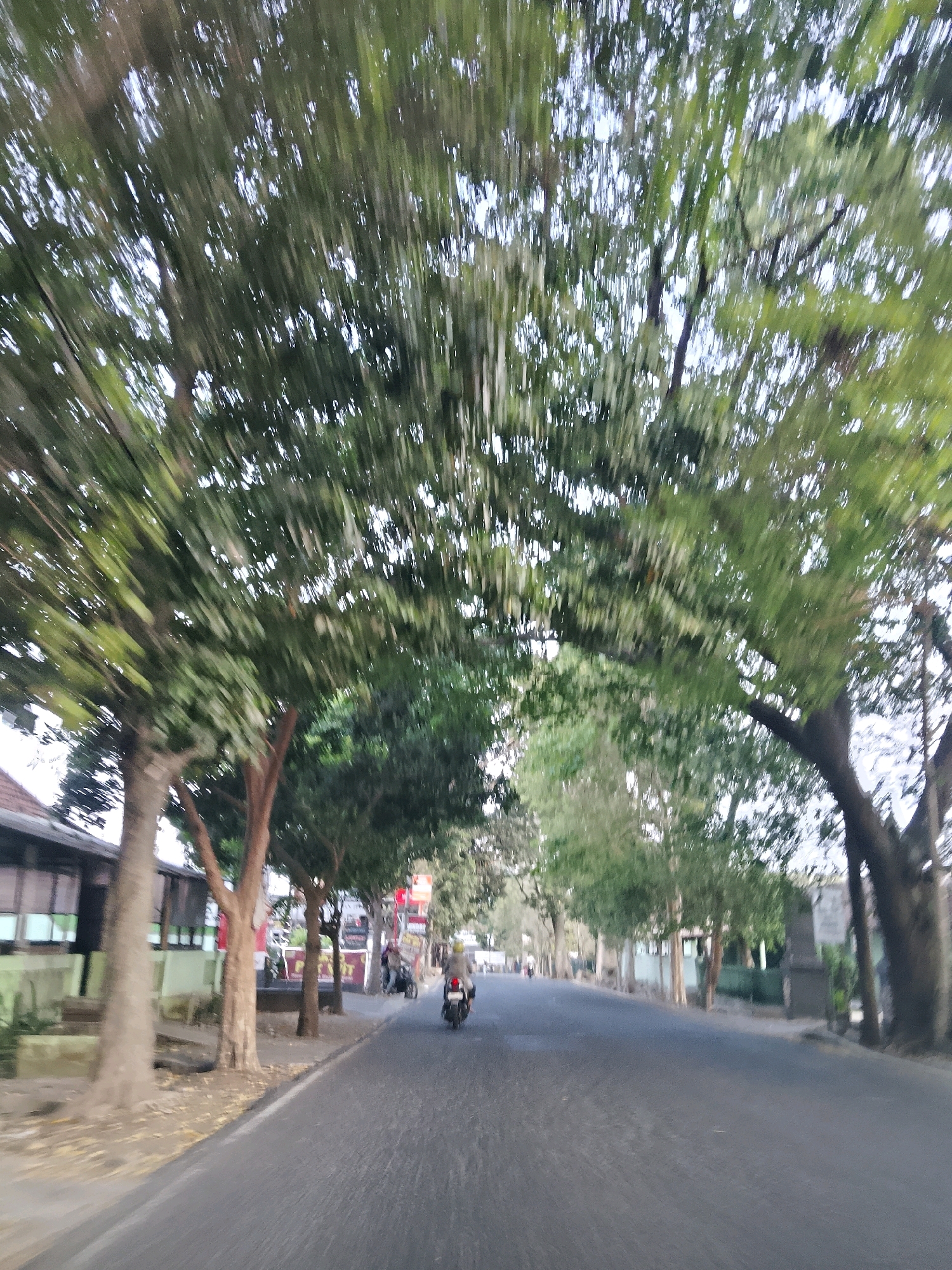 The image depicts a street scene in Malang, Indonesia, characterized by a row of large trees whose canopies form an archway over the road. The trees are leafy and green, with their branches creating a natural tunnel effect. The road itself appears to be paved and is curving gently to the right. On the left side of the road, there are some buildings with a light-colored exterior, possibly shops or houses, and some smaller trees. On the right side of the road, there are more trees and a sidewalk or pedestrian area. A motorcycle with a rider is visible on the road, moving away from the viewer. Another motorcycle is parked on the side of the road. The overall impression is of a tree-lined avenue within the city, likely a residential or commercial area. The lighting suggests it is daytime, possibly late afternoon or early morning given the soft light. The presence of the motorcycles and buildings indicates an inhabited area.