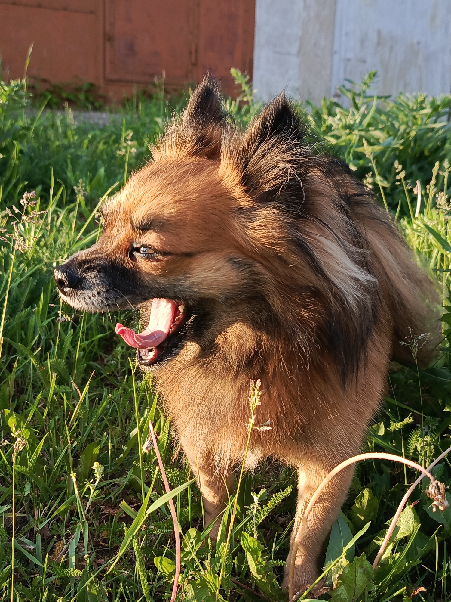 A medium shot depicts a brown Pomeranian dog yawning in the grass outdoors. The dog is facing left with its mouth wide open, revealing its pink tongue and teeth. The dog's fur is a mix of brown and black, with some lighter highlights. The background consists of green grass, some dry weeds, and a blurry building structure. The sun is shining on the dog, creating shadows and highlighting its fur. The location is identified as Chaikovsky, Russia, based on information outside of the image.