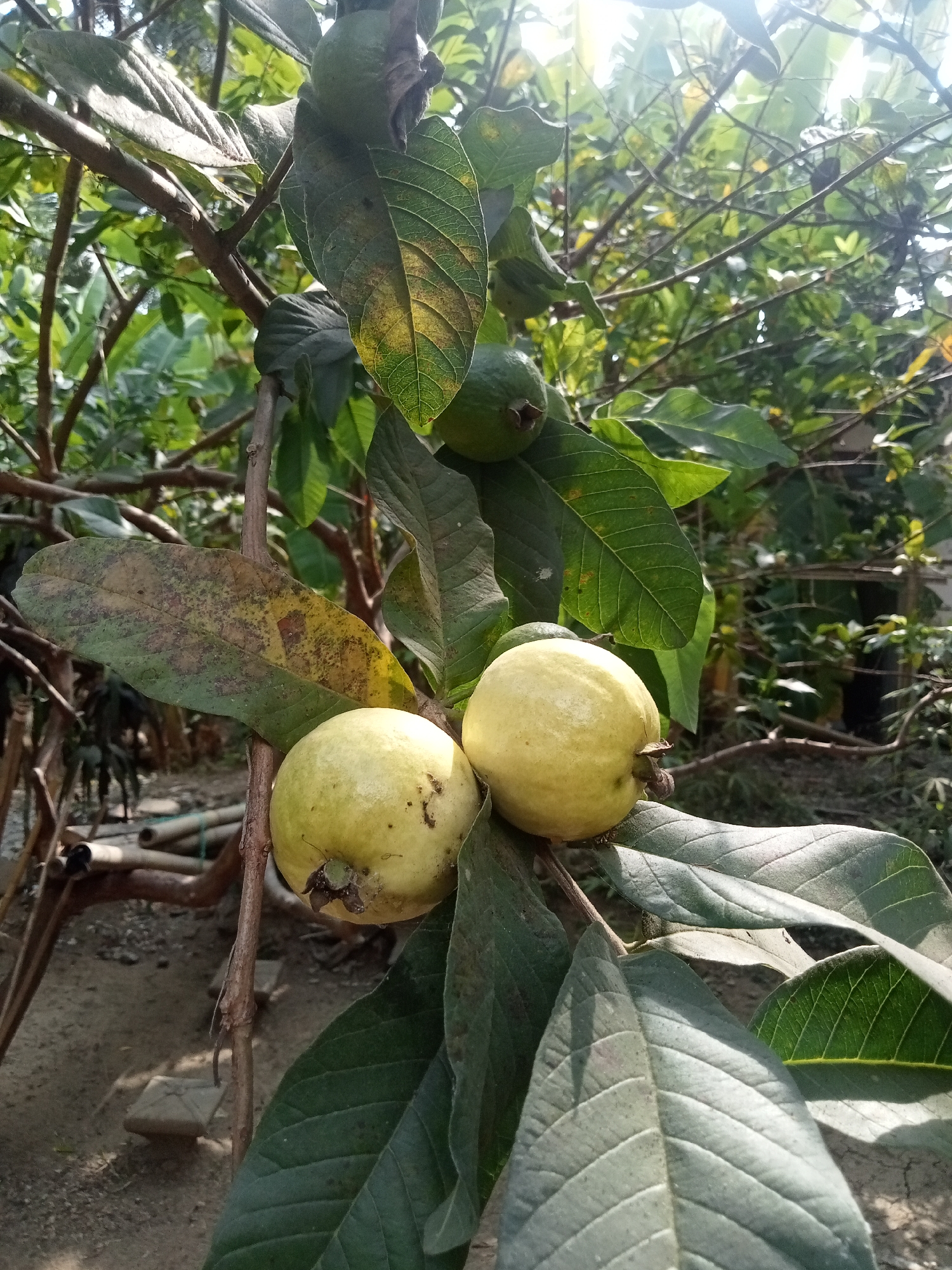 This image shows a close-up of a guava tree in Tayuban, Indonesia. The tree has several ripe guavas, which are light yellow in color. The leaves are green and varied in health, with some showing signs of browning and yellowing. The background is blurred but appears to be a garden or outdoor setting with more foliage and a dirt ground. There are no people or animals visible in the image. The lighting suggests it is daytime with the sun casting shadows and highlighting the fruits.