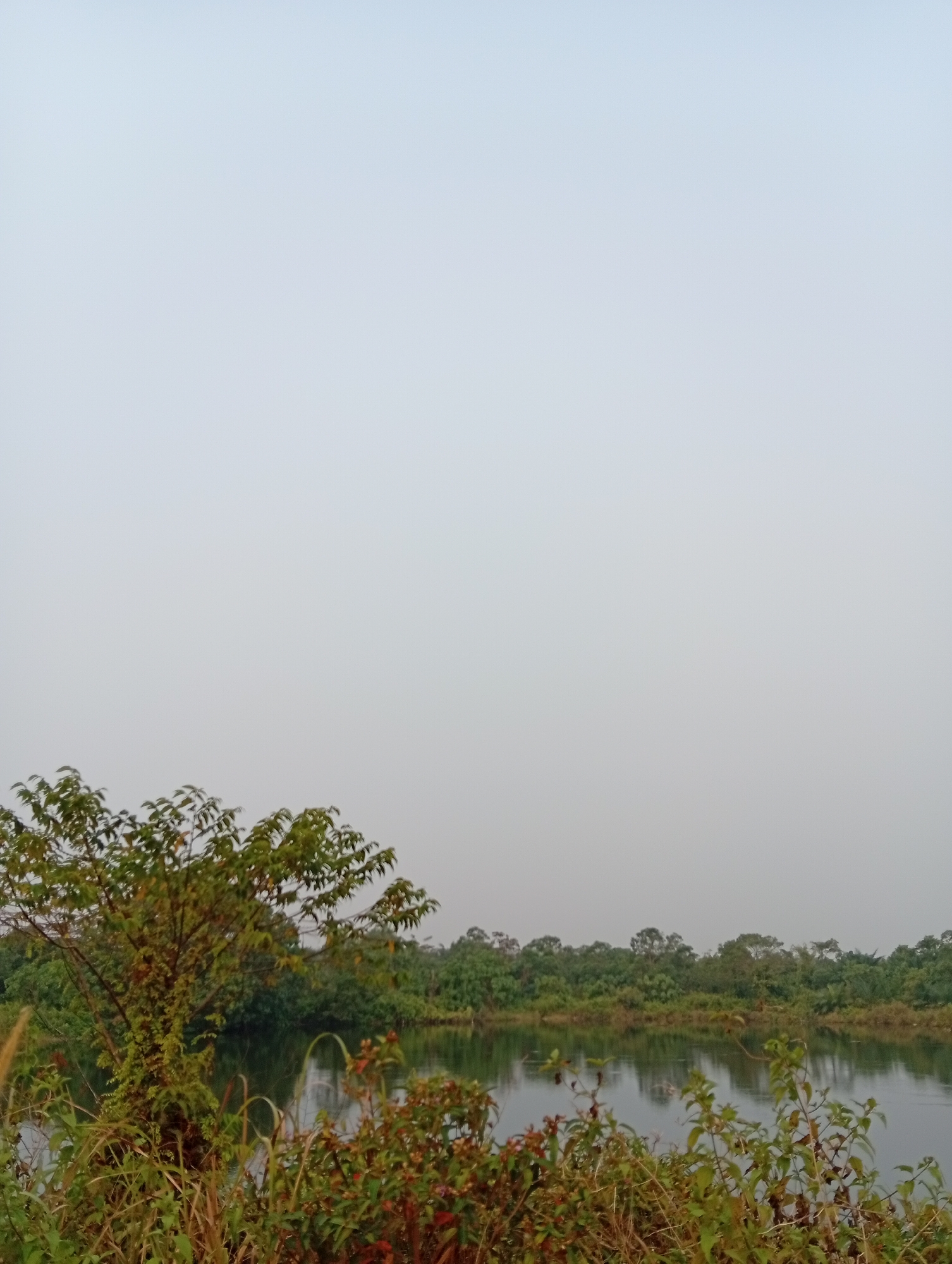 The image depicts a serene natural landscape near Kualu, Indonesia. In the foreground, lush green foliage and dry grasses are prominent, with a larger tree on the left exhibiting dense leaves. Beyond this, a calm body of water reflects the overcast sky and the dense line of trees that forms the background. The trees in the background appear varied in height and density, creating a textured horizon. The overall atmosphere is tranquil, with no human presence visible in the frame. The light suggests it is daytime, possibly morning or late afternoon, under a cloud-covered sky.