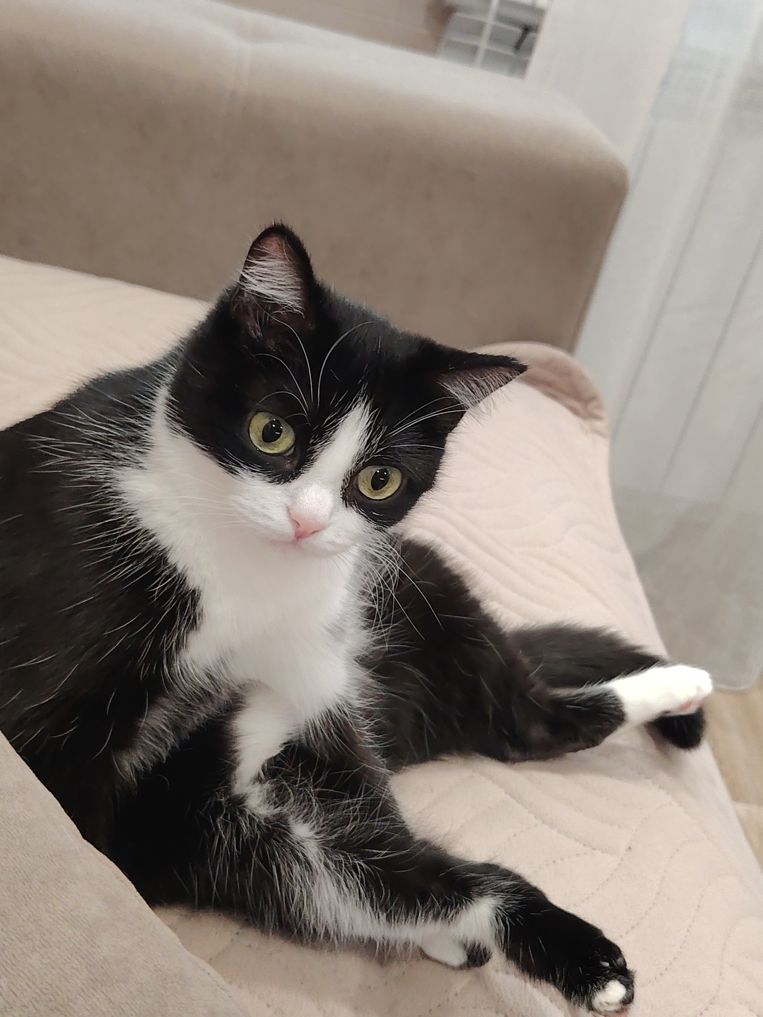 A black and white cat with yellow eyes is lying on a beige sofa. The cat is positioned in a relaxed pose, with its legs extended. The sofa is covered with a textured fabric, and a white curtain is visible in the background. The scene appears to be indoors, likely in a residential setting. There is no information about the city of Novosibirsk, Russia within the image.