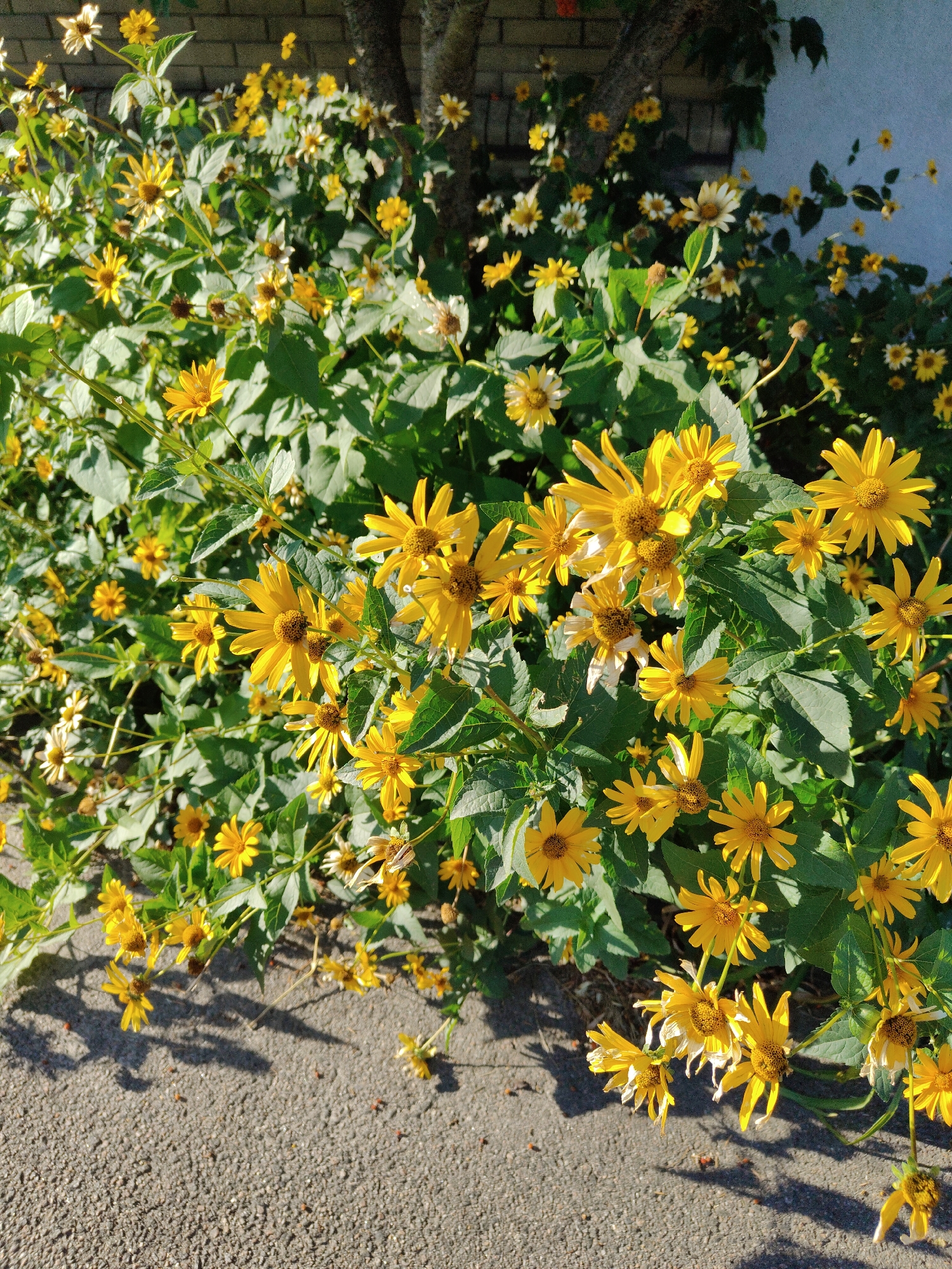 The image depicts a dense cluster of bright yellow flowers with dark centers, reminiscent of sunflowers or daisies, growing along a paved walkway. The flowers are in various stages of bloom, with some appearing fresh and vibrant, while others show signs of wilting. Lush green foliage surrounds the blossoms, creating a natural, overgrown appearance. In the background, a brick wall and a tree trunk are visible, suggesting an outdoor urban setting. The sunlight casts shadows on the asphalt, indicating it is daytime. The location is identified as Cherkasy, Ukraine. No people are present in the image.