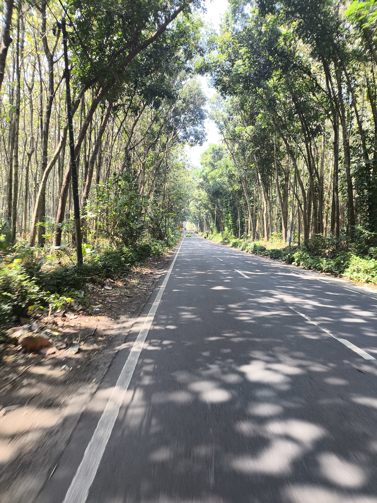 The image depicts a road lined with trees, creating a canopy effect over the asphalt. The road is gray with a white line marking its center and edge. Sunlight filters through the leaves, casting dappled shadows on the road. In the distance, the road curves and appears to lead into more greenery. The trees are tall and slender, with lush green foliage. The ground on the sides of the road is covered with dirt, leaves, and some vegetation. There are no people clearly visible in the image, but a yellow car is present in the distance on the right side of the road. The overall impression is one of a natural, tree-lined road in a rural or semi-rural setting, possibly in Senduro, Indonesia, given the context.