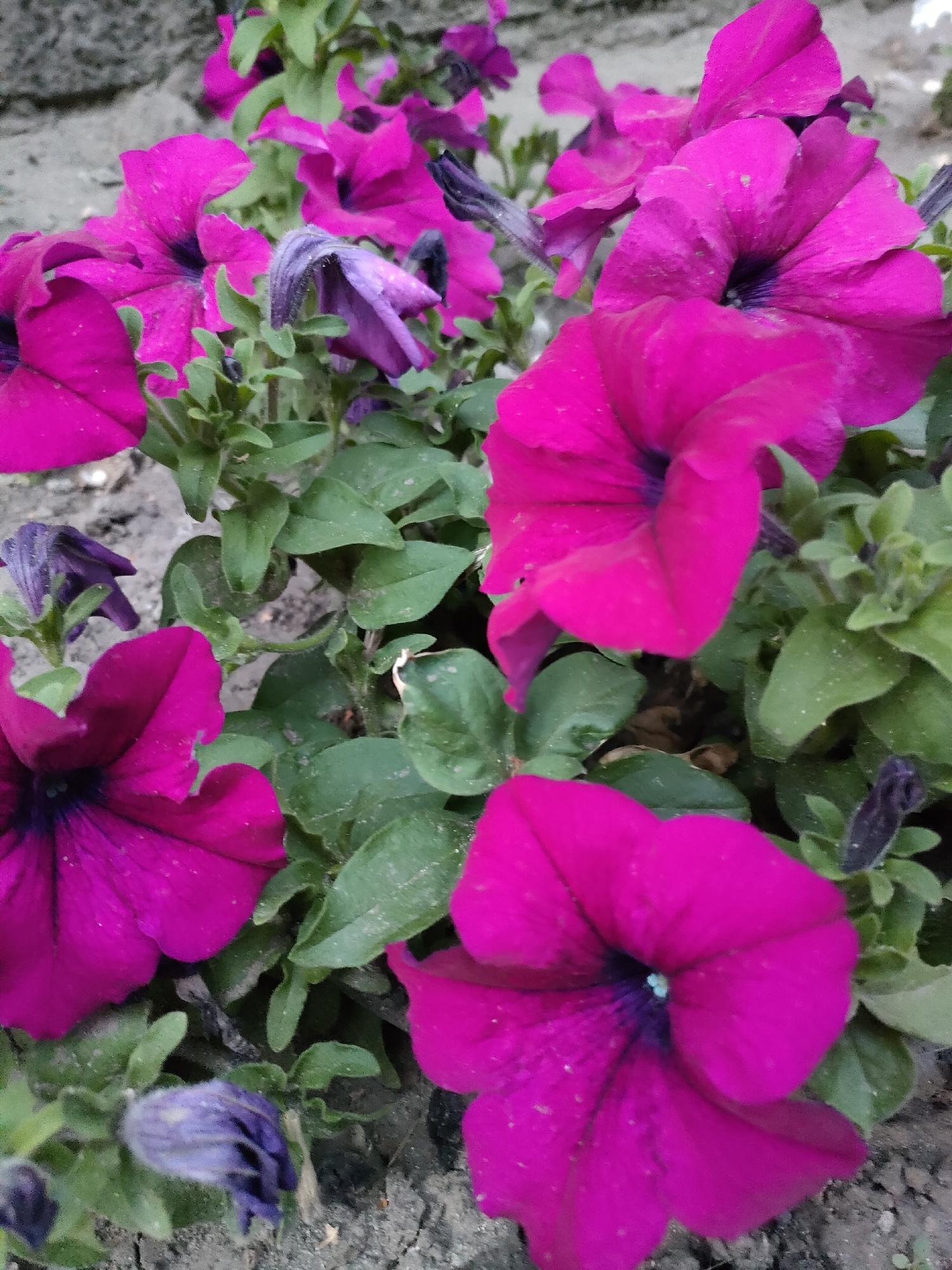 The image shows a close-up of several vibrant pink petunia flowers in full bloom, interspersed with green foliage. Some of the flowers have dark purple centers. In the foreground, there are a few wilted, purple buds. The flowers are planted in dark soil, with cracks visible on the surface. The background is slightly blurred, showing a grey, textured surface that could be a wall or pavement. The lighting appears to be natural daylight. There are no people or animals in the image. The scene depicts a small patch of flowers, likely in a garden or a planter. The location in Barnaul, Russia, is not visually evident from the image itself.