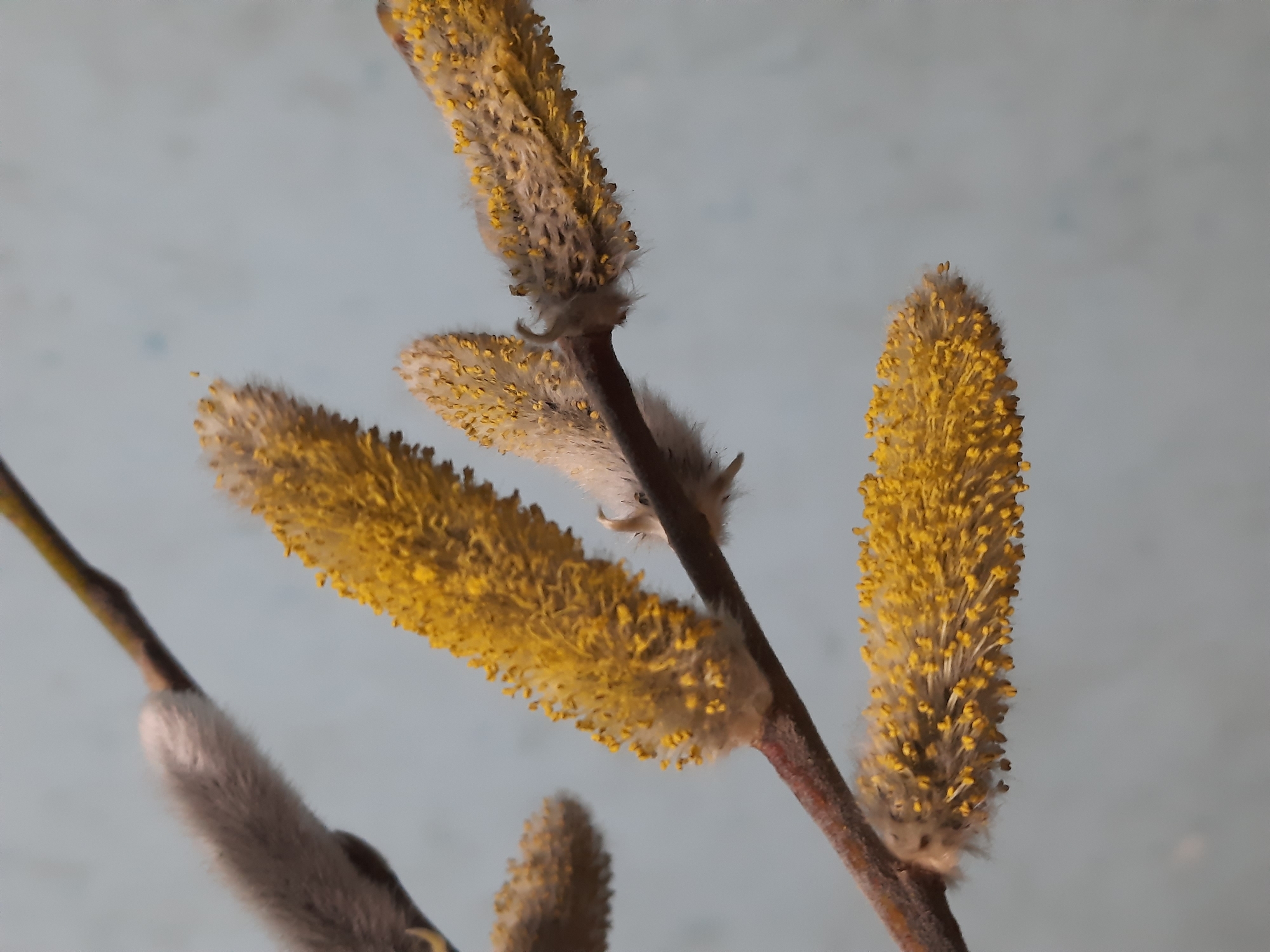 The image shows a close-up of pussy willow branches with catkins in various stages of development. Some catkins are still covered in silvery fuzz, while others are displaying yellow pollen. The branches are brown and thin, against a blurred, light blue-gray background. The image was likely taken in Krasnogorskoye, Russia, given the prompt.