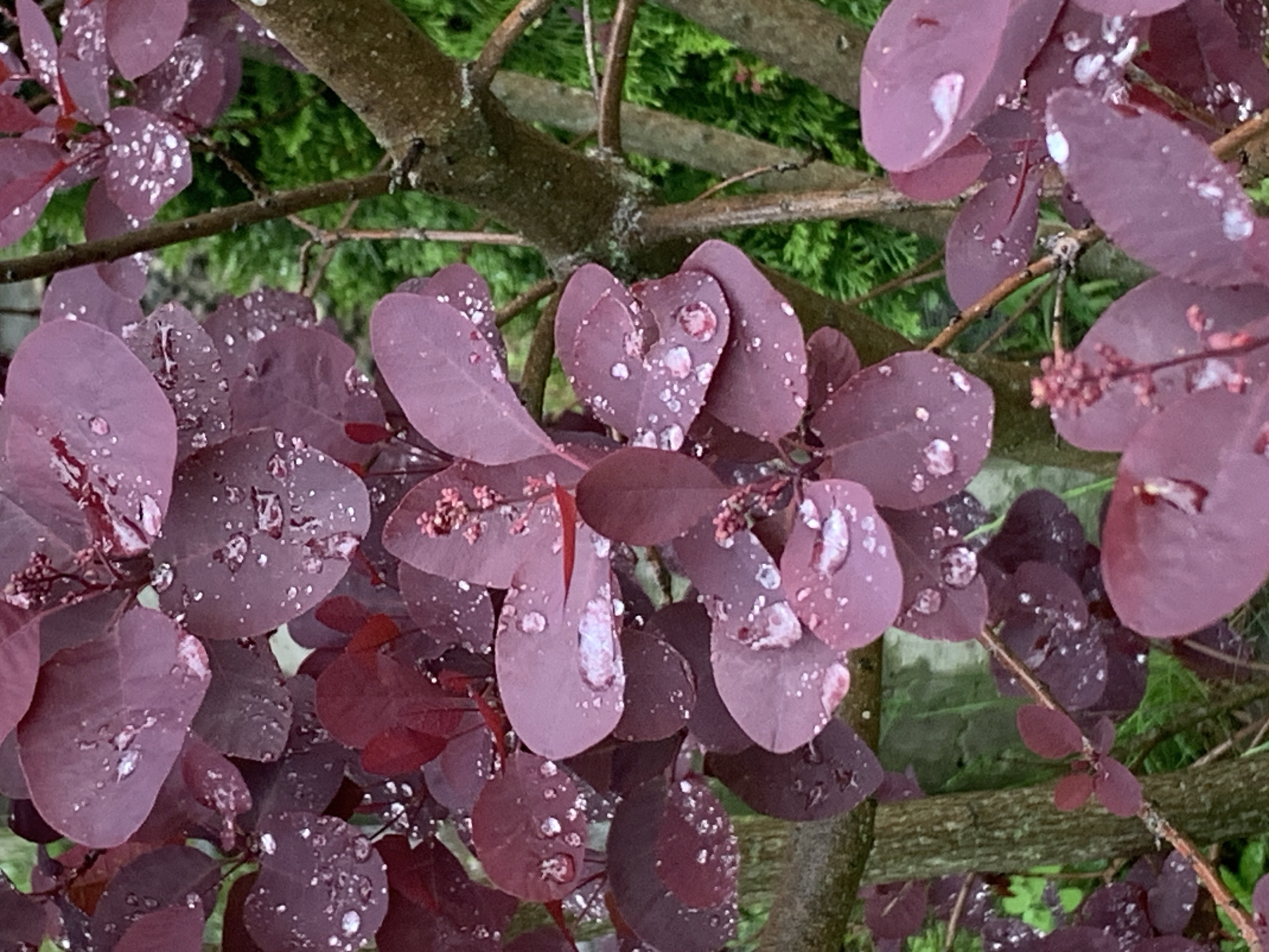 The image depicts a close-up view of burgundy leaves covered in water droplets, likely after rainfall. The leaves appear to be part of a bush or small tree, with branches visible in the background. The background also shows greenery, suggesting an outdoor setting.
While the image itself does not contain information to confirm the location within Stavropol, Russia, nor does it provide any forensic details about people, actions, or interactions, it does capture a common natural scene of vegetation with rain.