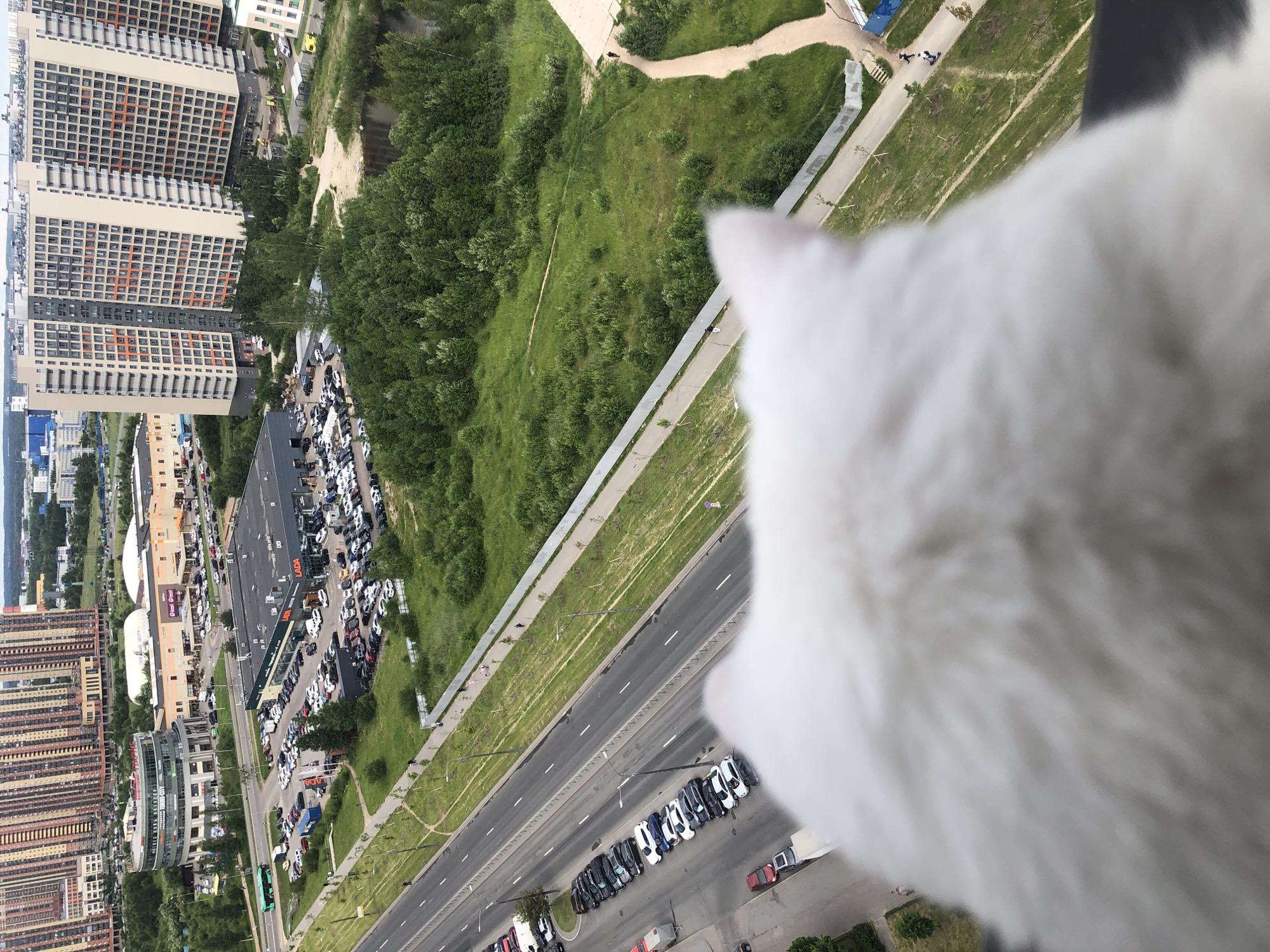 A white cat is on a balcony, looking down at a street with cars and buildings. The image is taken from a high vantage point, giving a bird's-eye view of the scene. The cat's fur is white and fluffy, and its tail is visible in the foreground. The street below is lined with cars, and there are several buildings in the background. One of the buildings has a sign that says "LADA." The weather appears to be overcast. The overall impression is one of domesticity and observation, with the cat as the central subject.