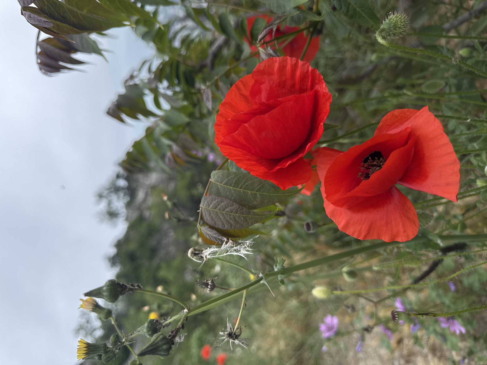 The image shows two vibrant red poppy flowers in a field. The flowers are the main subject, prominently displayed in the foreground. Behind them, there's a variety of green plants and foliage, contributing to a natural, outdoor environment. The sky is overcast and provides a diffused light, enhancing the colors of the flowers. The photo appears to be taken in Симеизский поселковый совет, Ukraine, based on the landscape and vegetation typical of the region. There are no people or distinct interactions visible in the shot, which focuses on the natural beauty of the poppy flowers in their environment.
