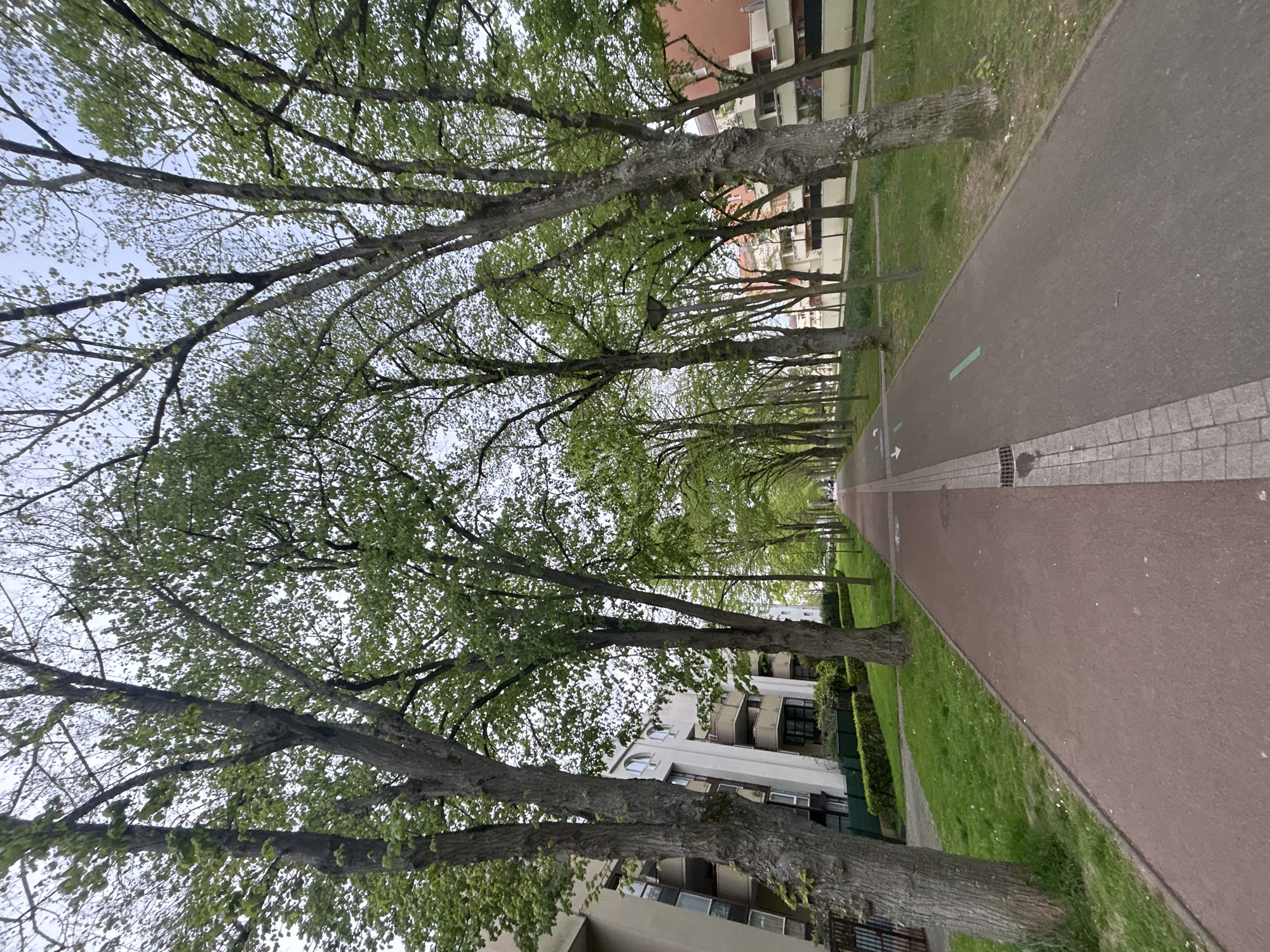 The image depicts a street scene in Noisiel, France, likely a residential area. A row of tall, mature trees lines the left side of the frame, their branches and foliage forming a partial canopy overhead. The trees are planted along a paved walkway, and in between trees, a grass verge. The walkway is reddish-brown in color and runs parallel to a tiled pedestrian zone and the grass verge. Buildings are visible beyond the trees on both sides of the walkway, suggesting a residential setting. The sky is overcast, which diffuses the light and affects the color of the scene. The buildings visible behind the trees are typical of modern apartment buildings. There are no people visible in the image.