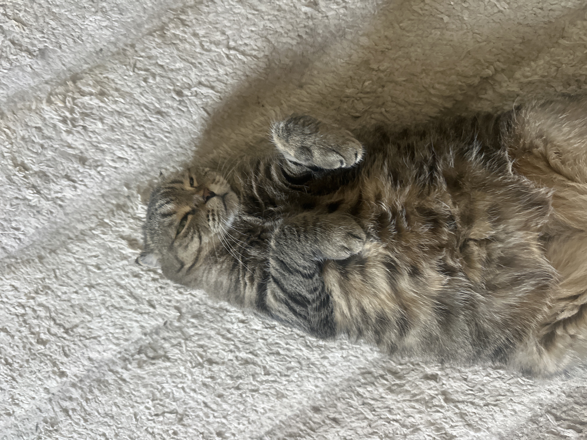 A tabby cat is lying on its back on a textured white rug. The cat's eyes are closed, and its paws are curled up near its chest. The cat has brown and black stripes across its fur. The rug appears to be made of shag material. The scene is indoors, and there is a shadow cast on the rug to the right of the cat. The image does not contain any information to determine its location in Virki, Russia, or any other specific city.