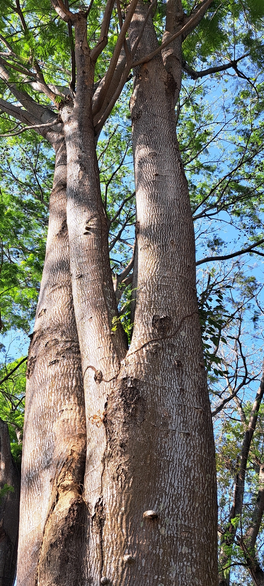 A low-angle, close-up shot captures the rough, textured bark of two large trees in Sumber Suko, Indonesia. The trunks are thick and appear to be fused together in places, with deep crevices and peeling sections. A dark, vine-like object is coiled around one of the trunks, adding a contrasting element to the woody surface. Above, the branches spread out, creating a canopy of lush green leaves against a bright blue sky. The sunlight casts dappled shadows on the bark, highlighting its intricate patterns. The overall impression is one of natural grandeur and resilience, with the trees standing tall and strong amidst the vibrant foliage.