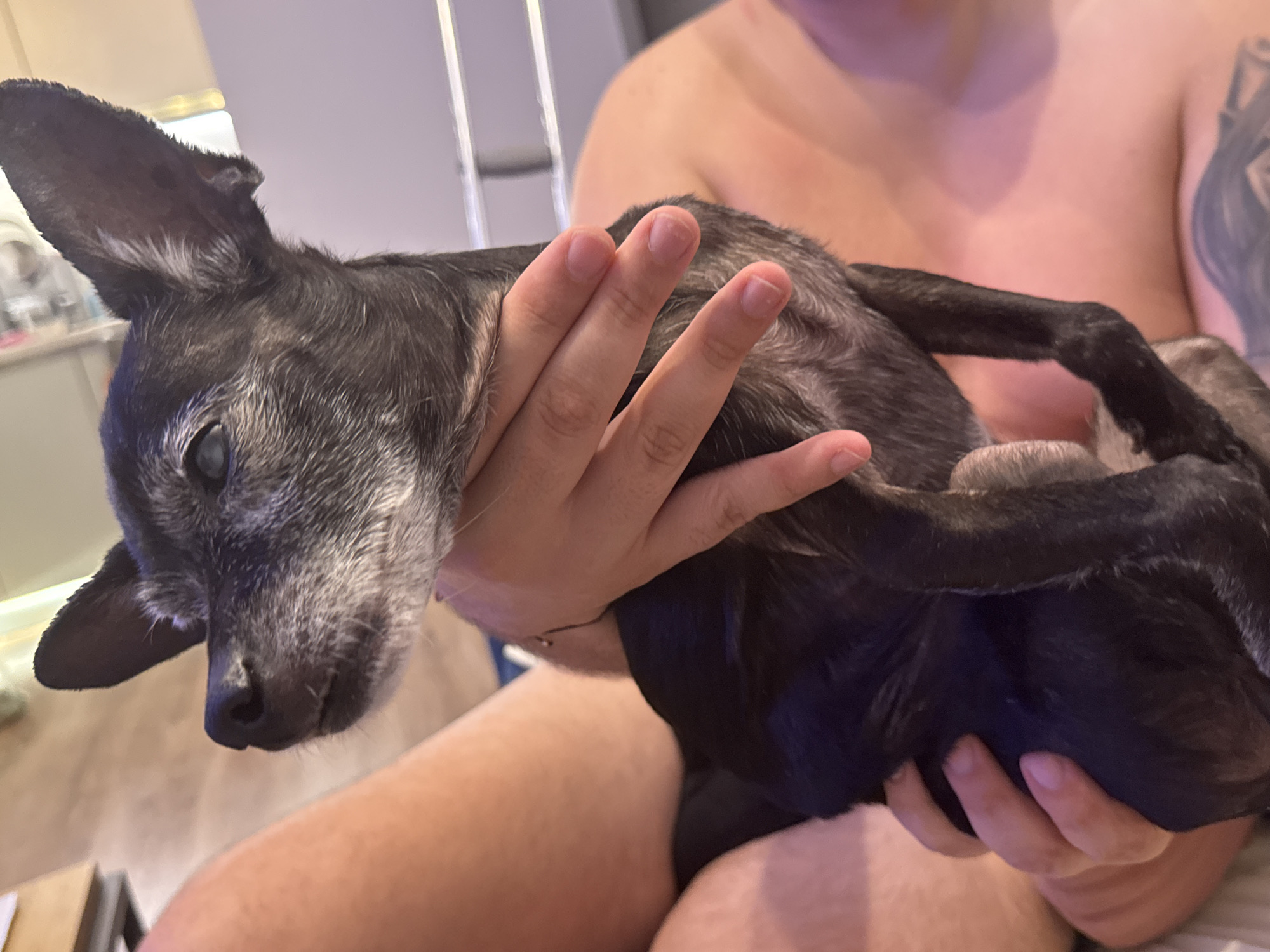 A person is holding a small, black and gray dog in their lap. The dog is lying on its back, with its head resting on the person's hand. The person's torso is visible in the background. The environment appears to be indoors, with a wooden floor and a blurred background suggesting a domestic setting. There is no indication of Plovdiv, Bulgaria, in the image.