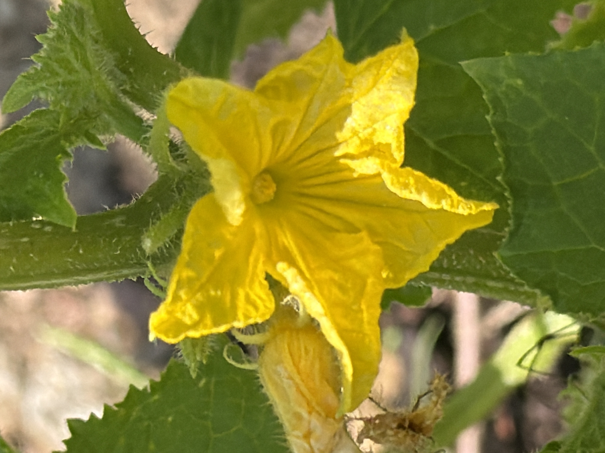 A close-up, shallow depth of field photograph shows a bright yellow, five-petaled flower of a cucumber plant. The flower is centrally located and in focus, with its delicate, veined petals unfurled. To the left of the main flower, a smaller, undeveloped flower or bud is visible, also yellow. The plant's stem, which is green and slightly fuzzy, runs vertically through the center of the image. Several large, green cucumber leaves with serrated edges surround the flower. The background is blurred, with earthy tones of brown and hints of green foliage. No people or animals are depicted in the image. The context of Gribki, Russia, is a geographical location and does not provide visual information within the image itself.