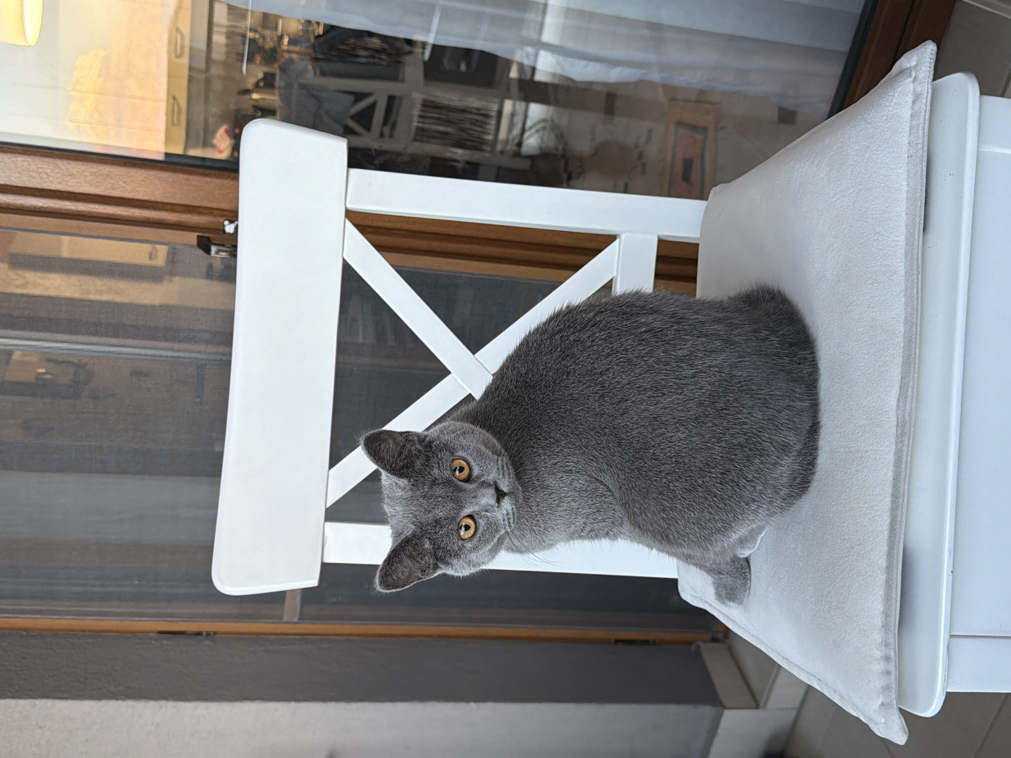 A grey cat with dense, short fur and striking amber eyes is seated facing the camera on a white wooden chair featuring an "X" shaped backrest design. A light grey, upholstered cushion rests on the chair seat, beneath the cat. The cat's body is oriented to its left, with its head turned to directly face the viewer. To the immediate left of the chair is a textured, light grey wall. In the background, to the right, is a large glass door or window with a brown wooden frame, partially covered by a dark mesh screen. Reflections on the glass reveal interior details, including a light fixture, yellow-toned kitchen cabinetry, and another white chair with a similar "X" backrest design. A translucent white curtain is visible on the far right, partially obscuring the reflected interior. The scene is illuminated by natural light, suggesting an outdoor setting such as a balcony or terrace, with an indoor area visible through the reflective glass. The location is in the city of Unknown, Unknown.