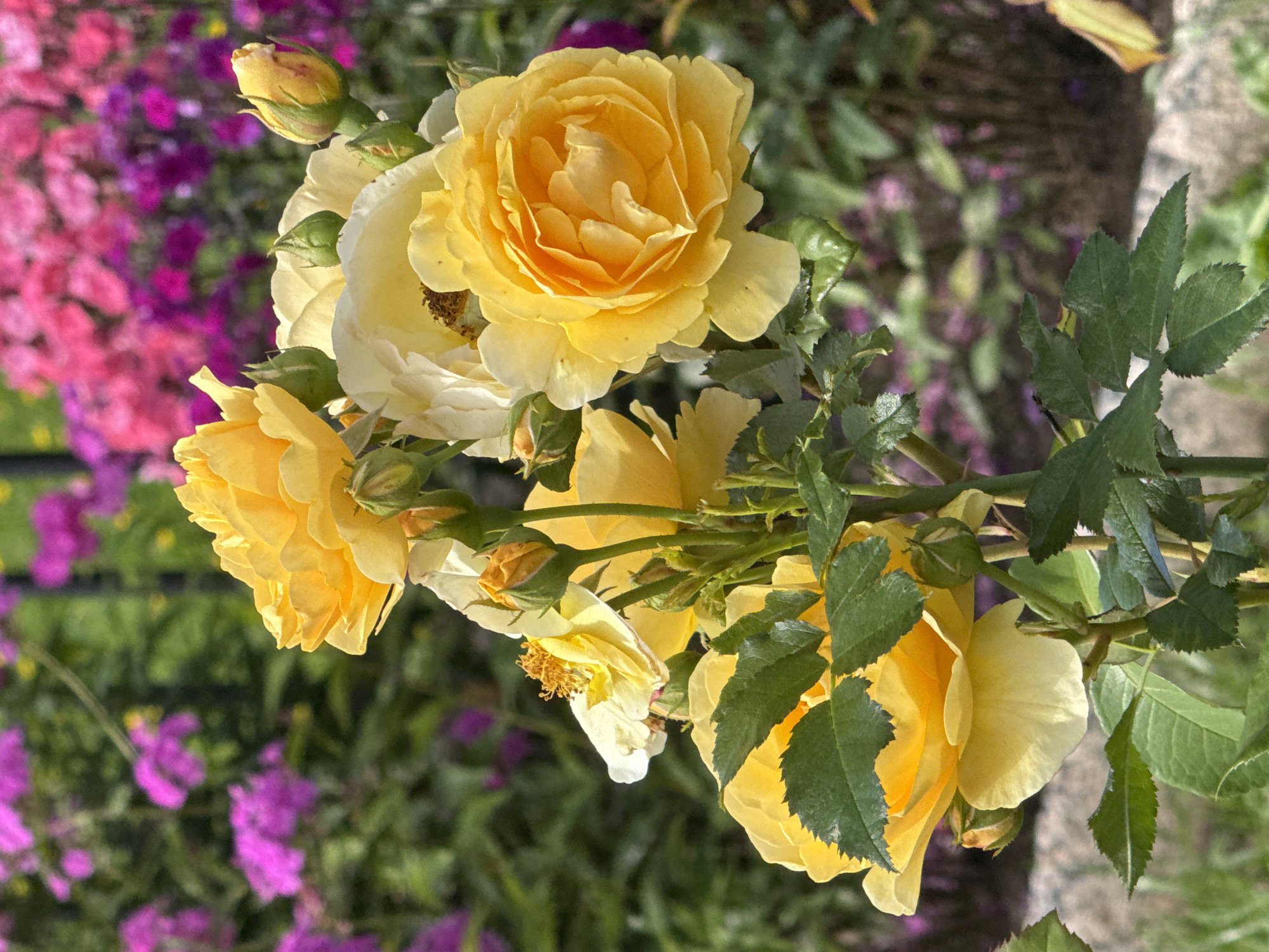 A close-up, vertical, eye-level shot showcases a cluster of yellow roses with buds and green leaves in the foreground. The roses are in various stages of bloom, with some fully open, revealing their intricate petal structures. The background is softly blurred, featuring out-of-focus pink and purple flowers, suggesting a garden setting. The lighting appears to be natural sunlight, highlighting the vibrant yellow of the roses. There is no indication of any specific location in Saint Petersburg, Russia. The image is purely a botanical still life.