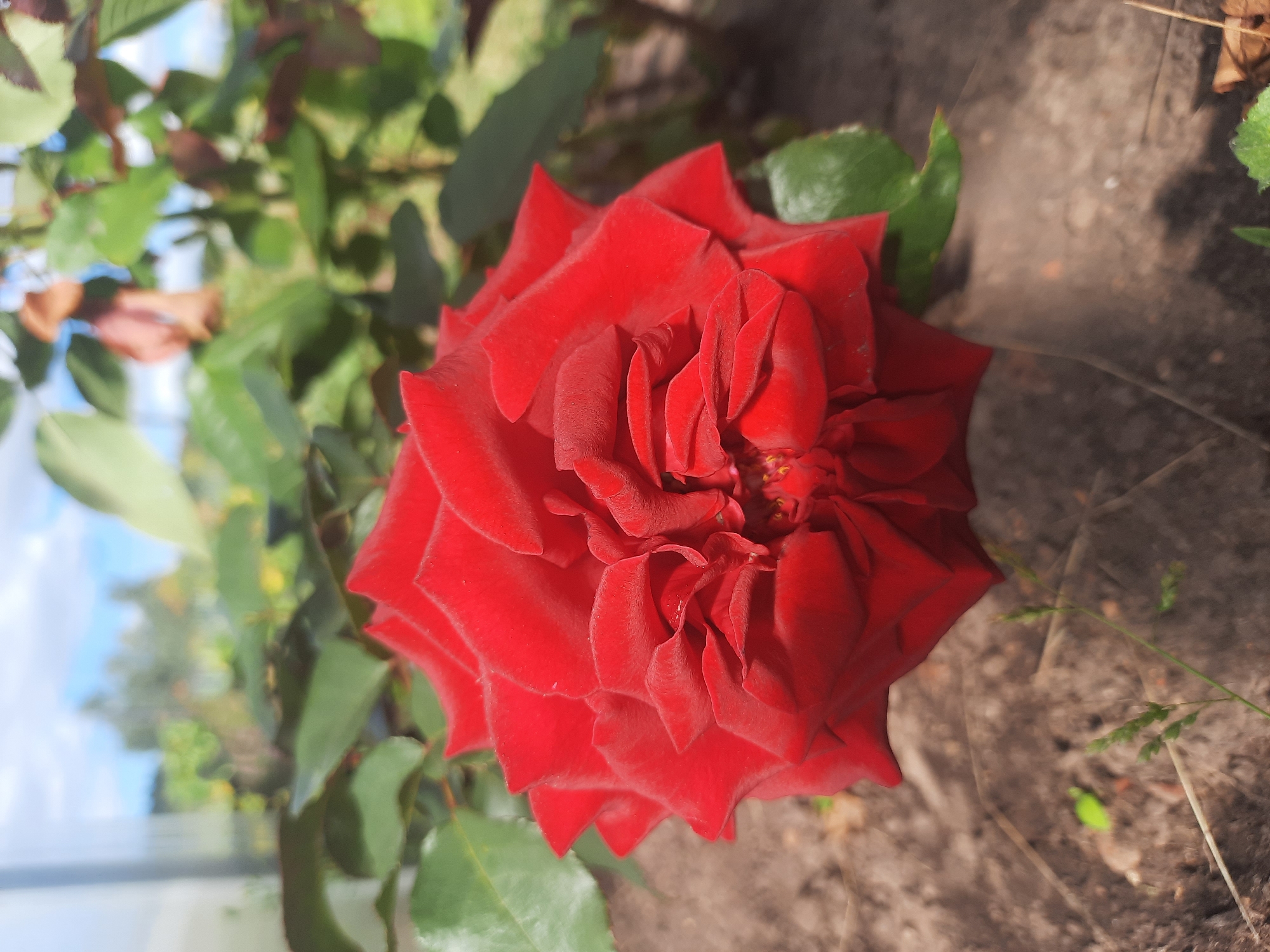 A close-up, top-down, vertical shot focuses on a single, fully bloomed red rose. The rose is the primary subject, filling the majority of the frame, with its petals unfurled in a classic spiral pattern. The petals are a deep, velvety red, with subtle variations in shade and some visible texture. The rose appears to be growing outdoors, set against a blurred background of green foliage and a hint of blue sky with white clouds. The ground beneath the rose is composed of dark, earthy soil, with a few scattered blades of grass and some dry leaves. The overall impression is one of natural beauty and vibrancy. The location is not specified in the image itself, but the prompt suggests it is in the city of Shklov, Belarus.